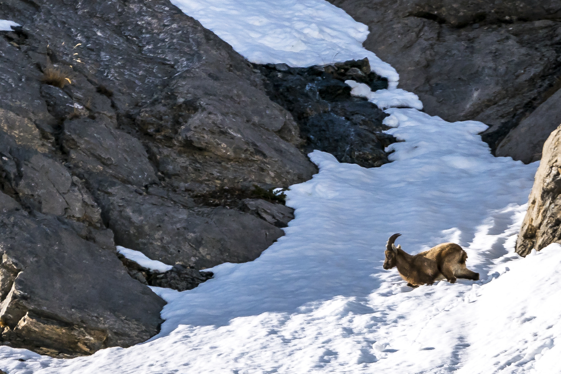 Panasonic Lumix DMC-GM5 sample photo. Capra ibex in snow photography