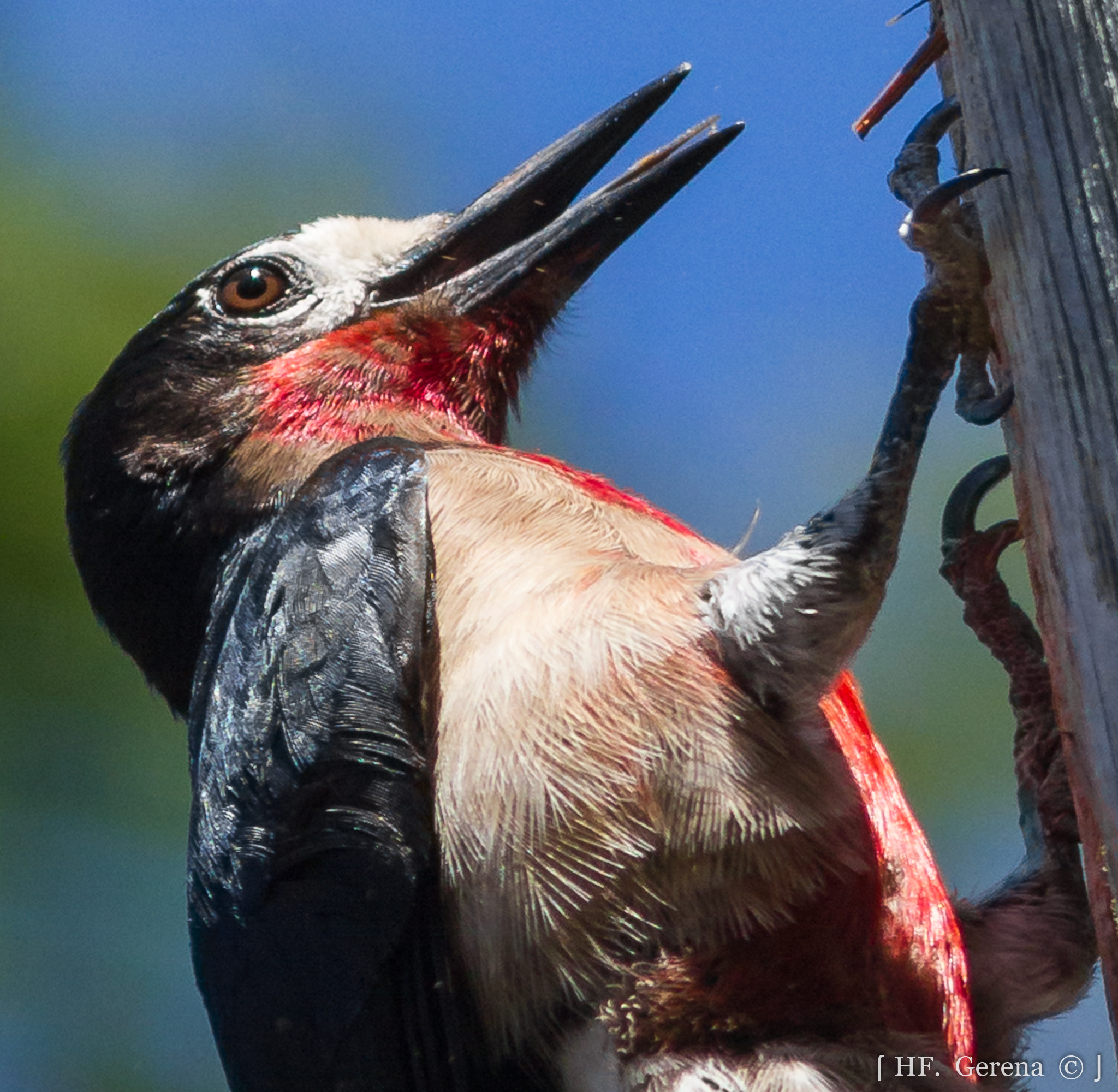 Canon EOS 7D + Canon EF 300mm F4L IS USM sample photo. Carpintero de puerto rico photography