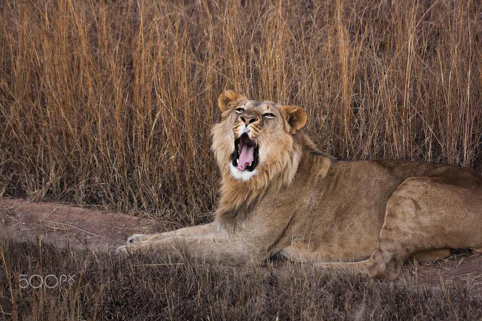 Canon EOS 1000D (EOS Digital Rebel XS / EOS Kiss F) + EF75-300mm f/4-5.6 sample photo. Lion photography