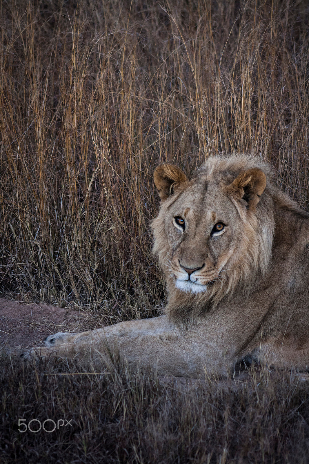 Canon EOS 1000D (EOS Digital Rebel XS / EOS Kiss F) + EF75-300mm f/4-5.6 sample photo. Lion photography