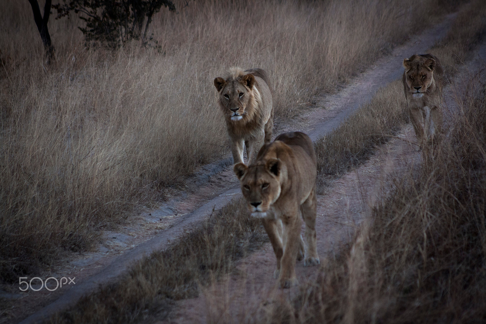 Canon EOS 1000D (EOS Digital Rebel XS / EOS Kiss F) + EF75-300mm f/4-5.6 sample photo. Lion photography