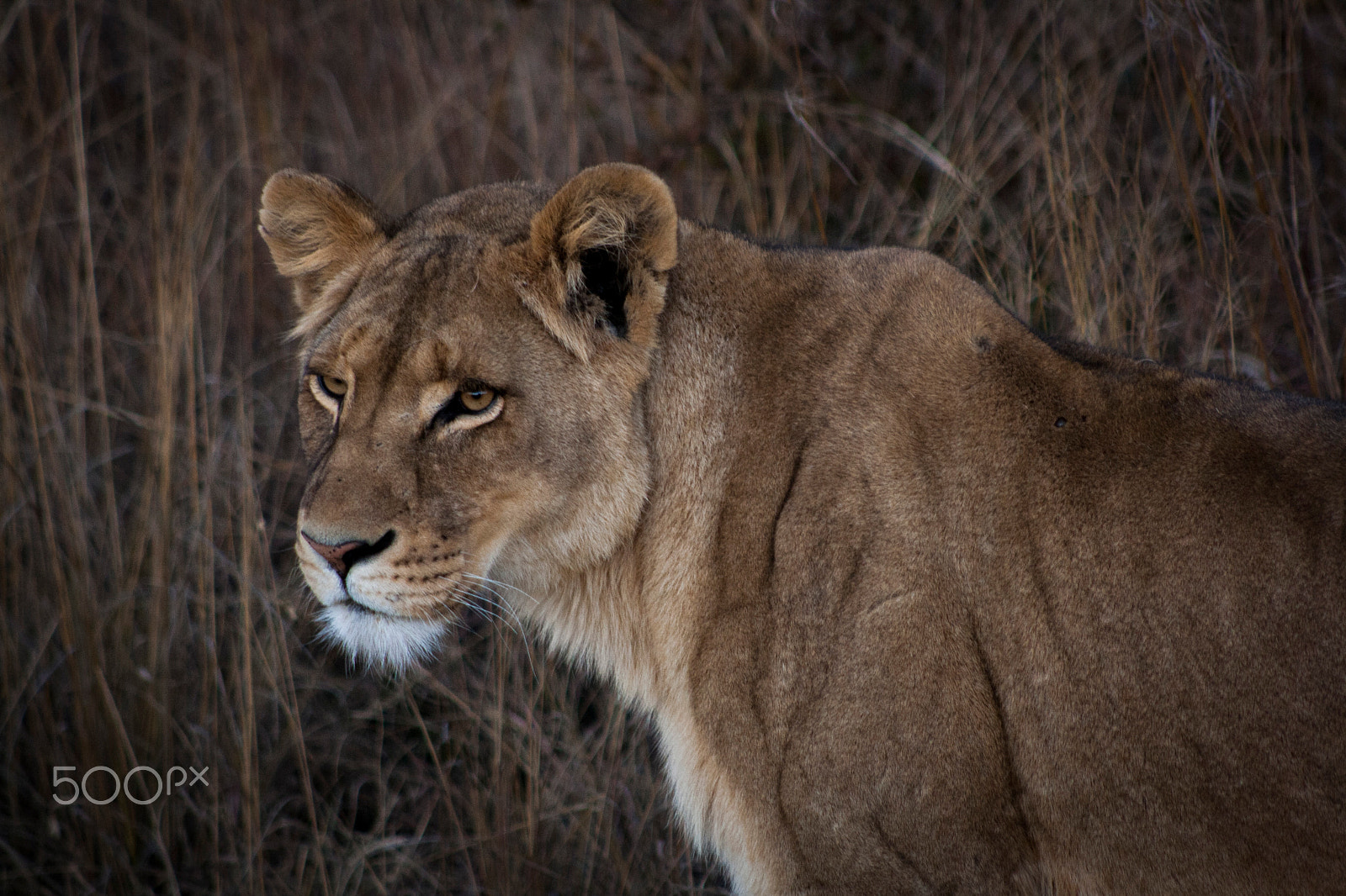 Canon EOS 1000D (EOS Digital Rebel XS / EOS Kiss F) + EF75-300mm f/4-5.6 sample photo. Lion photography