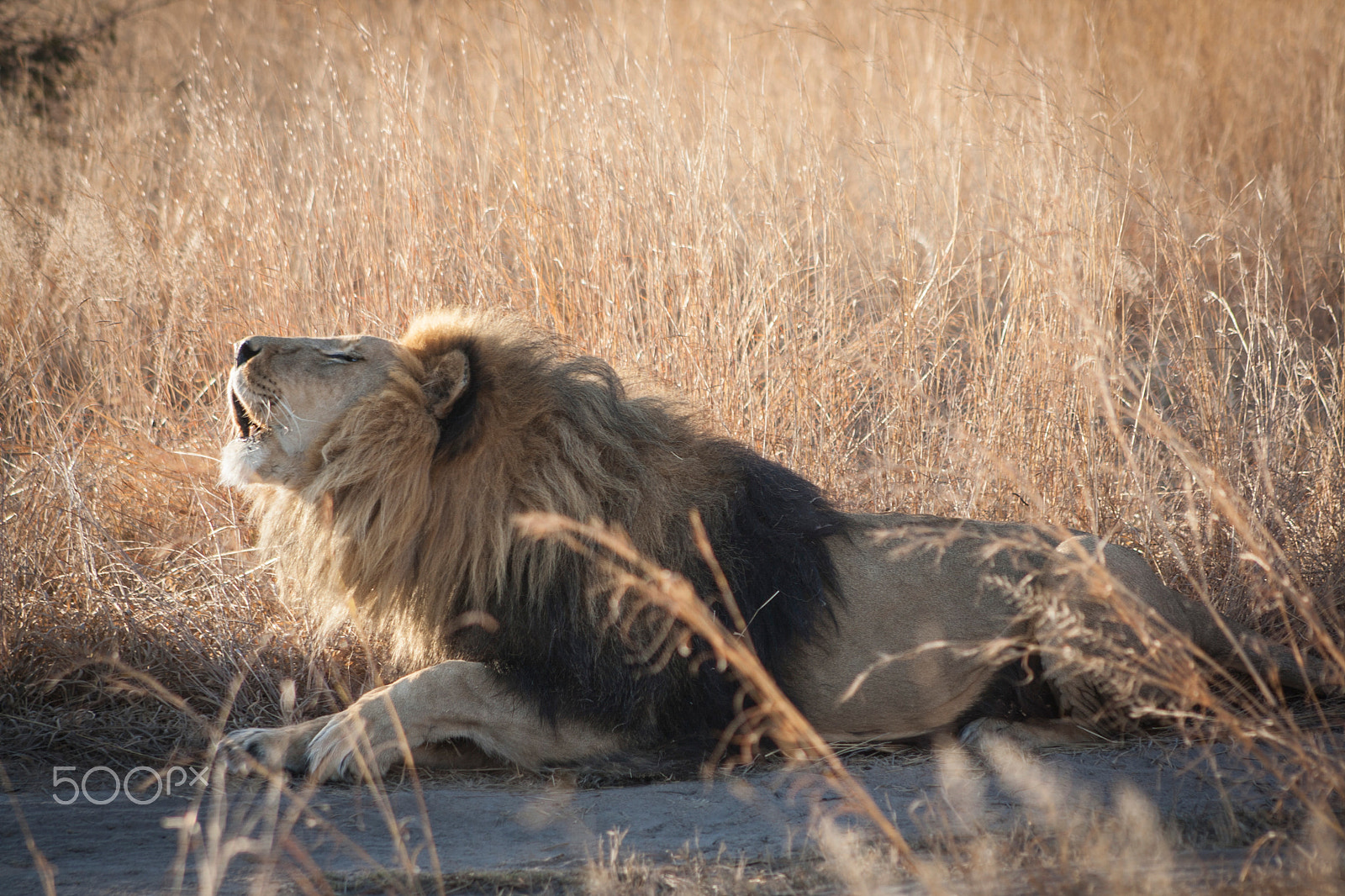 Canon EOS 1000D (EOS Digital Rebel XS / EOS Kiss F) + EF75-300mm f/4-5.6 sample photo. Lion photography