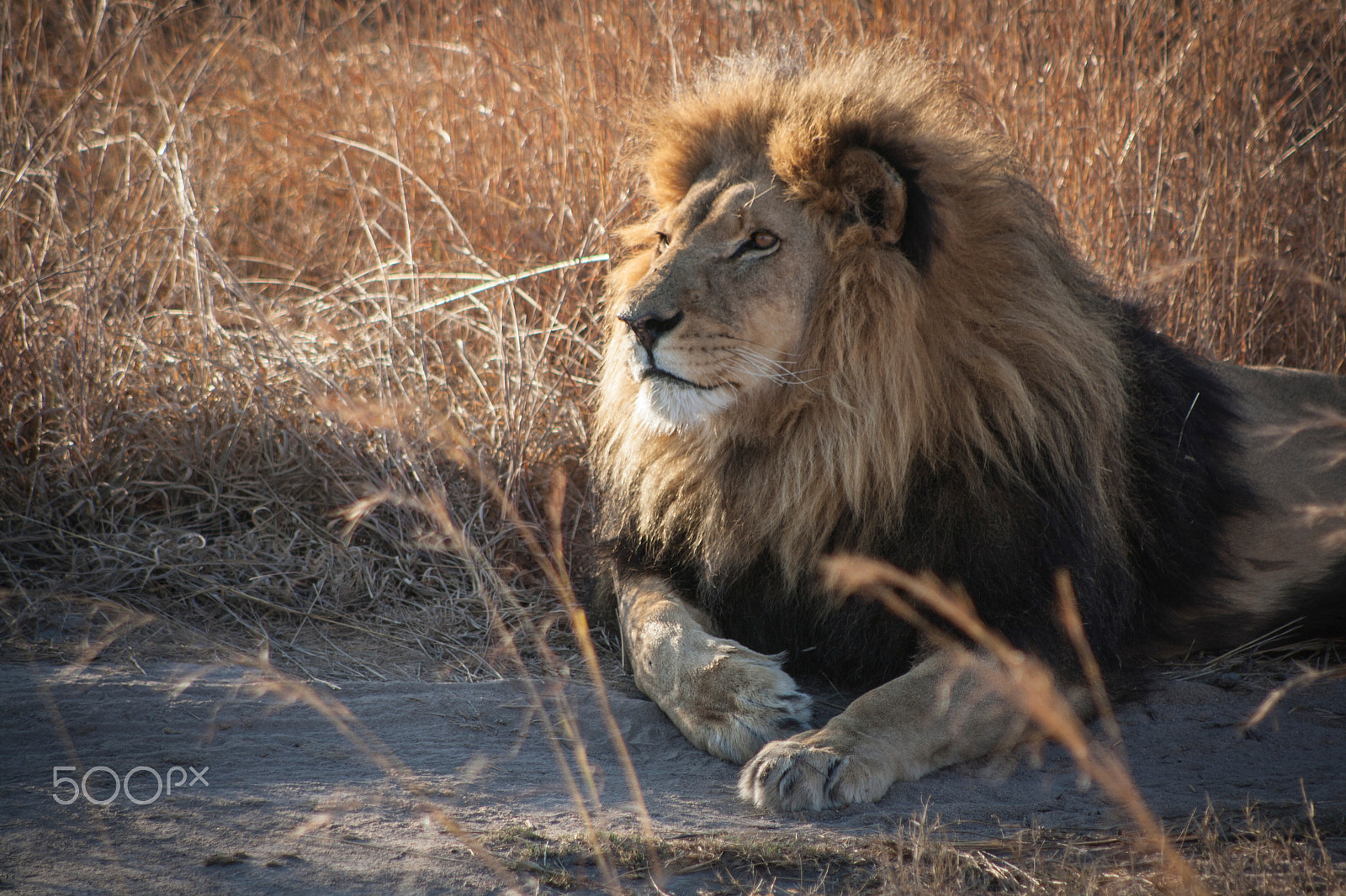 Canon EOS 1000D (EOS Digital Rebel XS / EOS Kiss F) + EF75-300mm f/4-5.6 sample photo. Lion photography