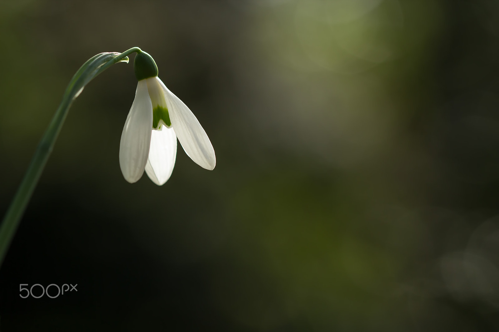 Canon EF 100mm F2.8 Macro USM sample photo. Spring lights photography
