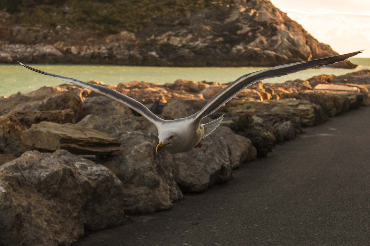 Canon EF-S 18-55mm F3.5-5.6 IS sample photo. Portovenere liguria sp photography