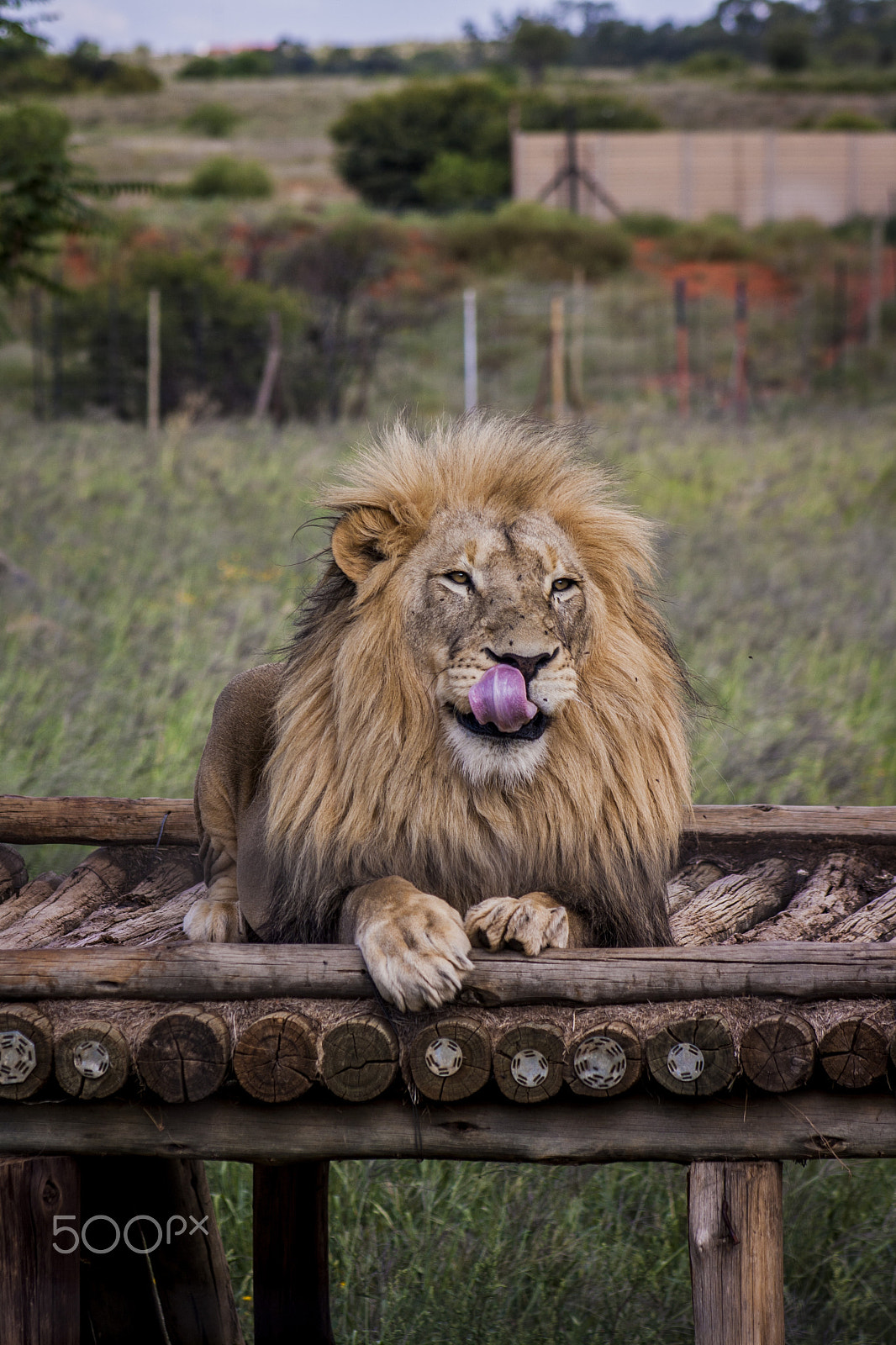 Canon EOS 1000D (EOS Digital Rebel XS / EOS Kiss F) + EF75-300mm f/4-5.6 sample photo. Lion photography