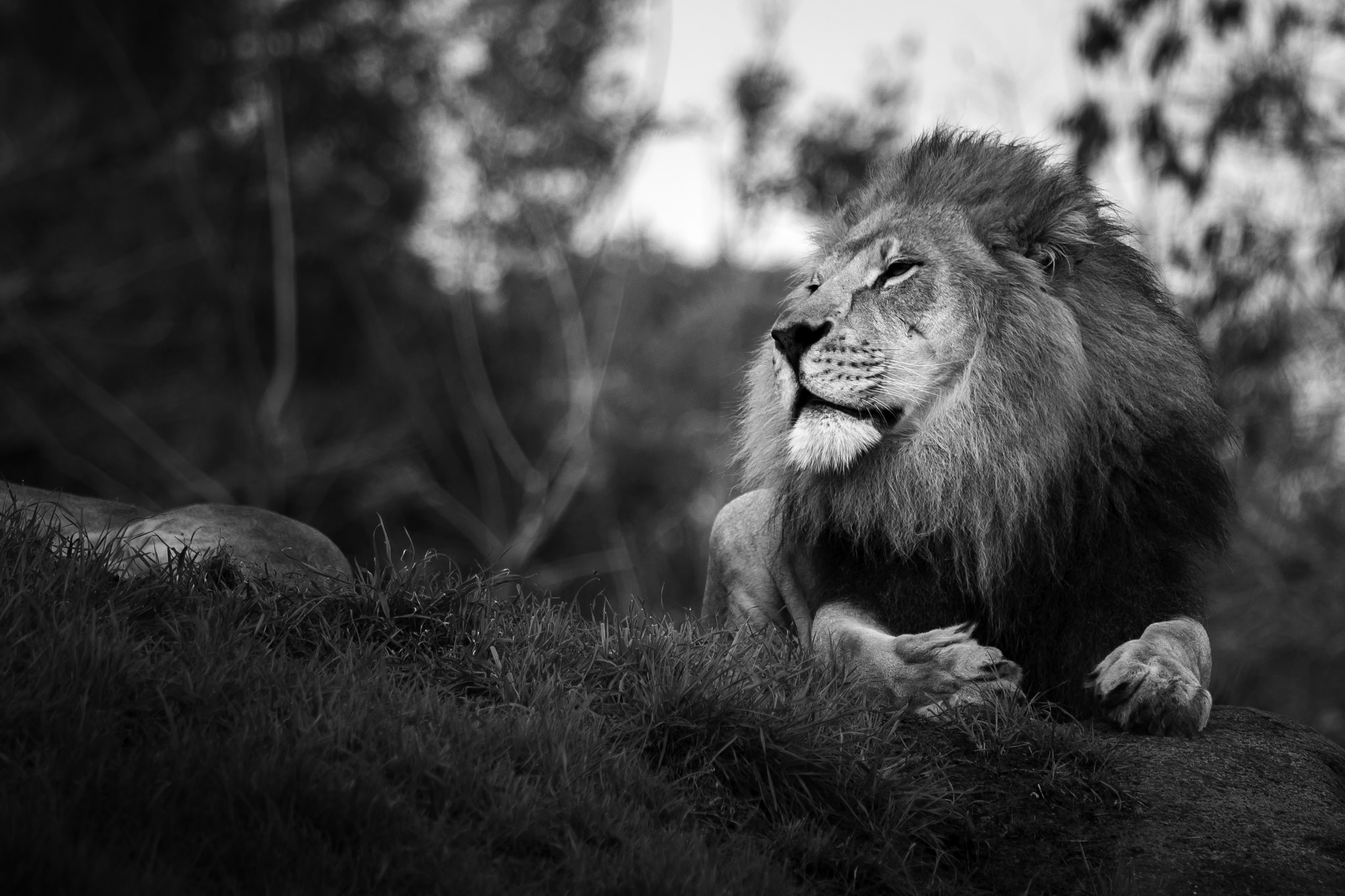 Canon EF 70-200mm F4L IS USM sample photo. King of the jungle photography