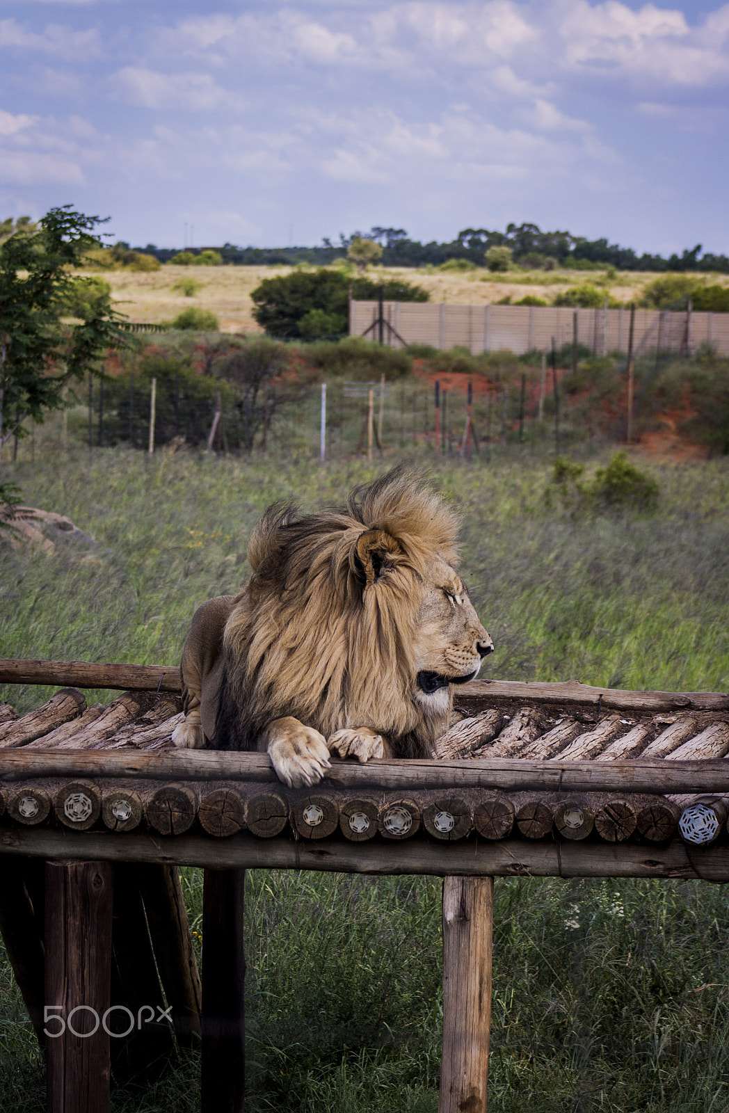 Canon EOS 1000D (EOS Digital Rebel XS / EOS Kiss F) + EF75-300mm f/4-5.6 sample photo. Lion photography