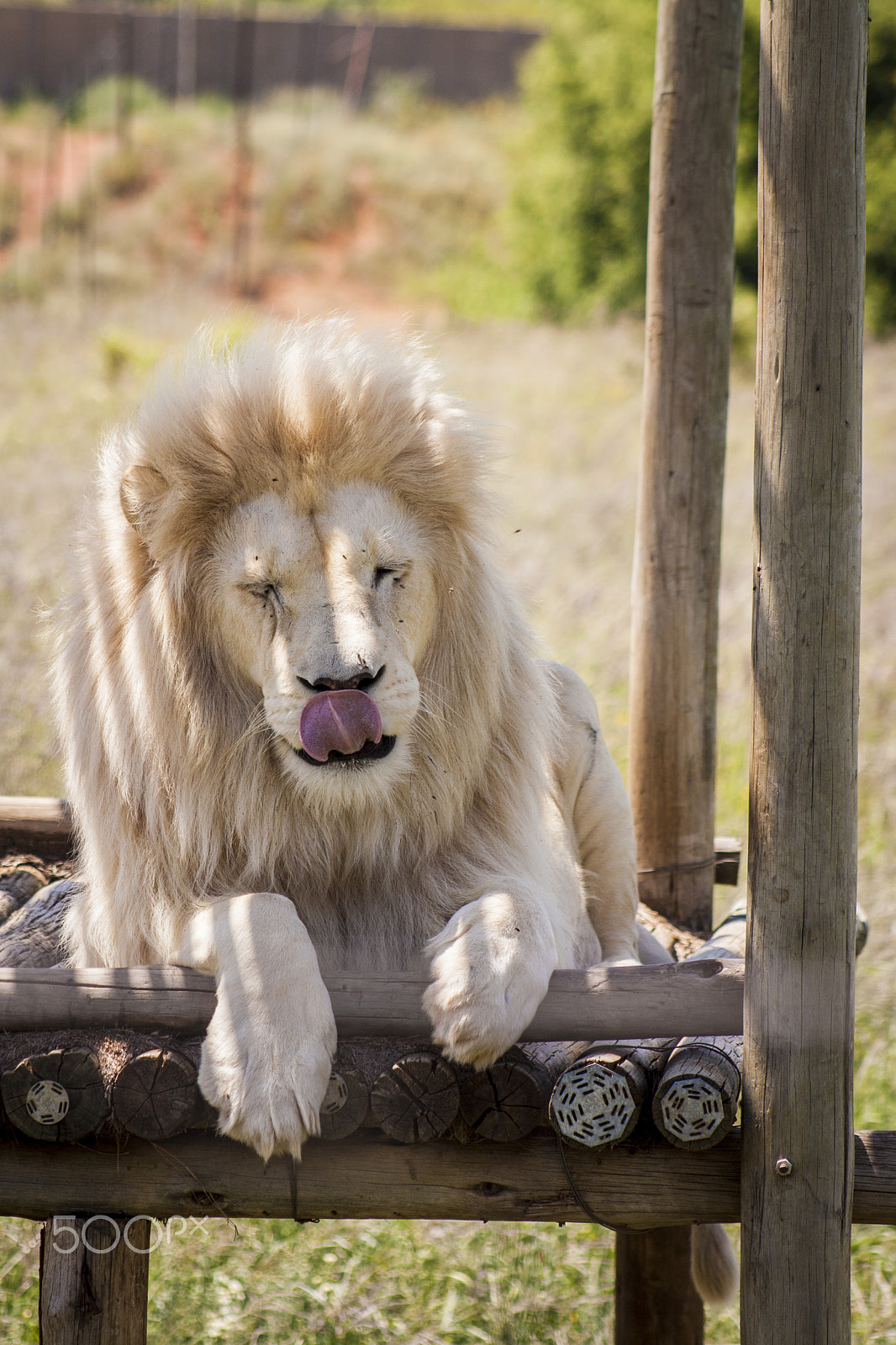 Canon EOS 1000D (EOS Digital Rebel XS / EOS Kiss F) + EF75-300mm f/4-5.6 sample photo. Lion photography