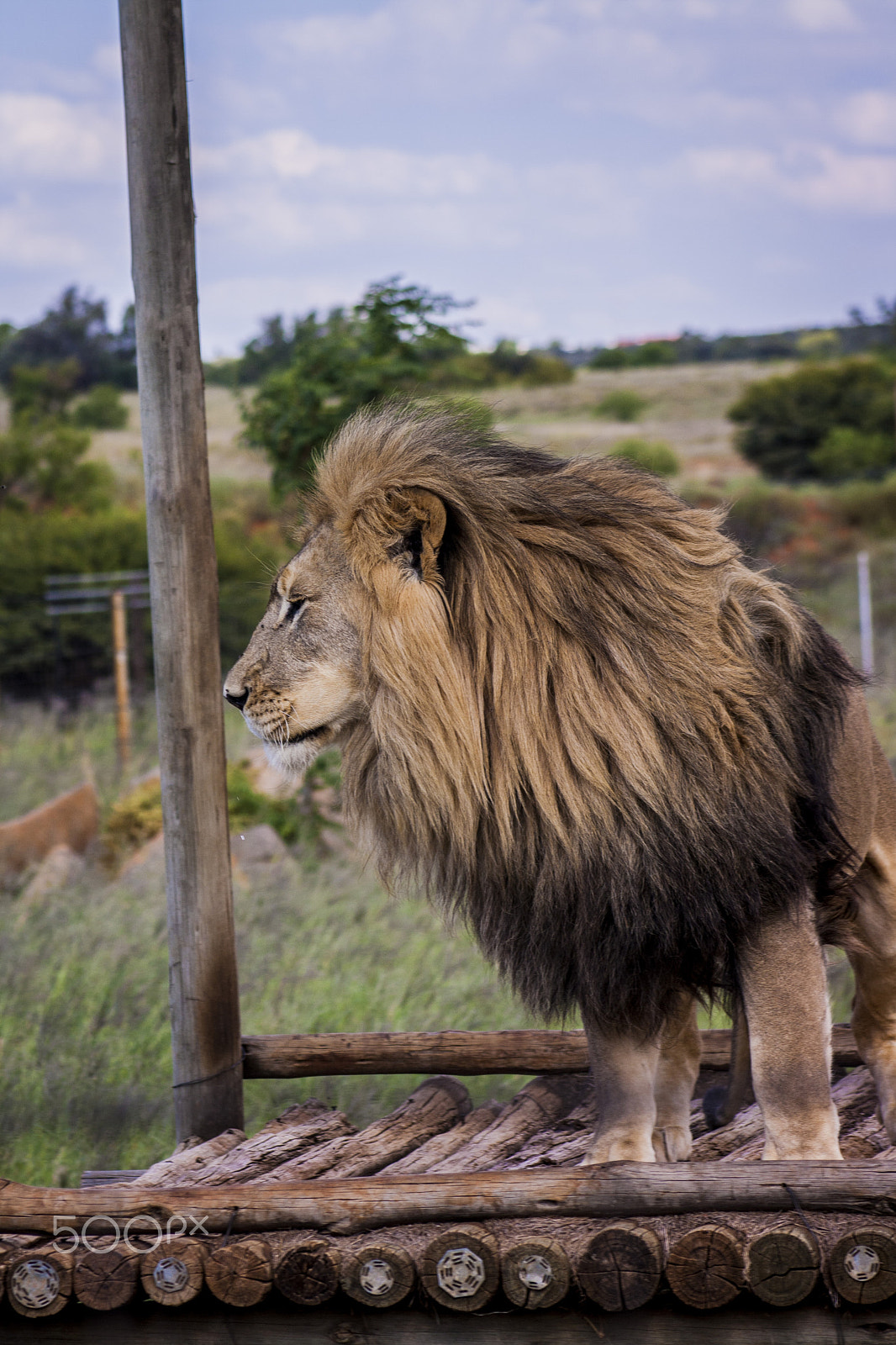 Canon EOS 1000D (EOS Digital Rebel XS / EOS Kiss F) + EF75-300mm f/4-5.6 sample photo. Lion photography