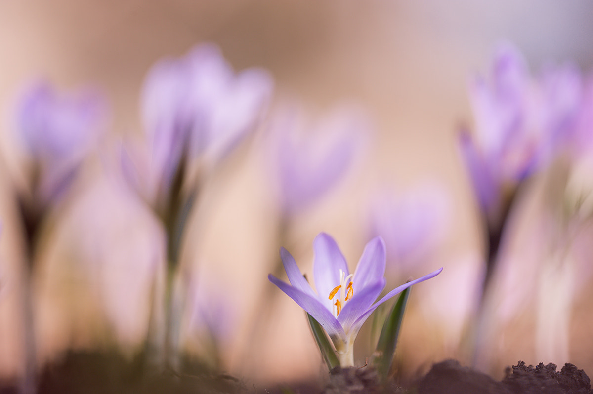 Sigma 150mm F2.8 EX DG Macro HSM sample photo. ...нежность весенней поры... photography