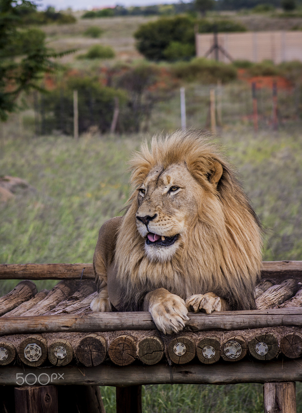 Canon EOS 1000D (EOS Digital Rebel XS / EOS Kiss F) + EF75-300mm f/4-5.6 sample photo. Lion photography