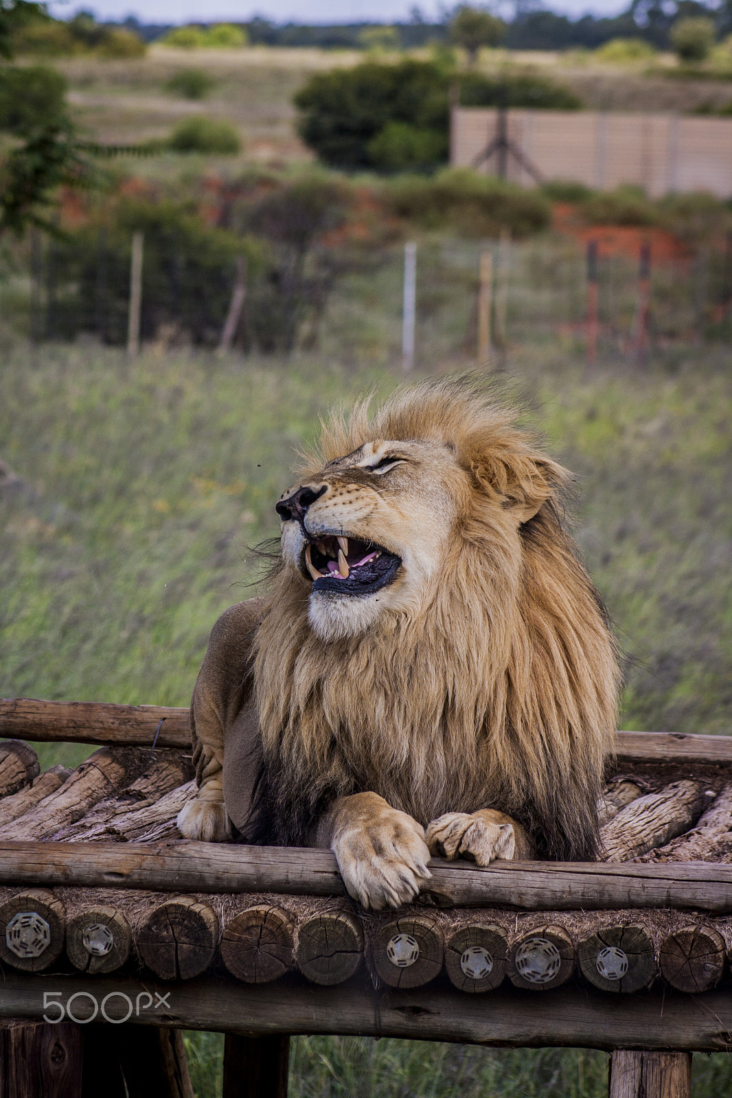 Canon EOS 1000D (EOS Digital Rebel XS / EOS Kiss F) + EF75-300mm f/4-5.6 sample photo. Lion photography