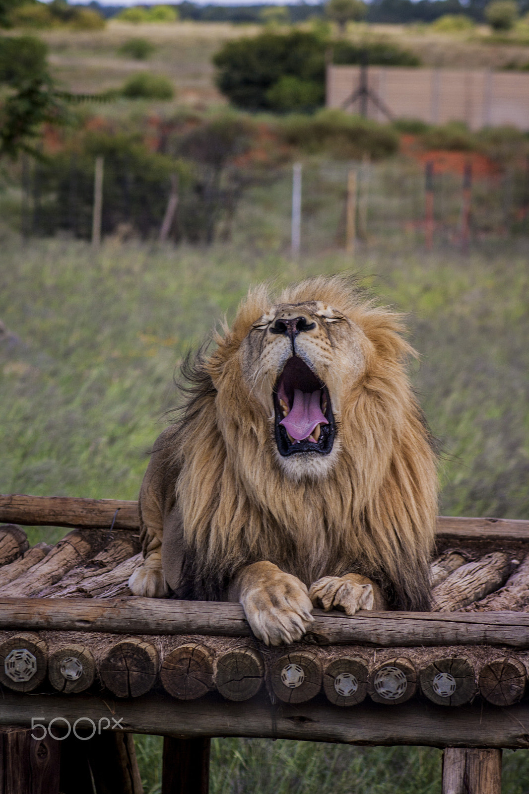 Canon EOS 1000D (EOS Digital Rebel XS / EOS Kiss F) + EF75-300mm f/4-5.6 sample photo. Lion photography