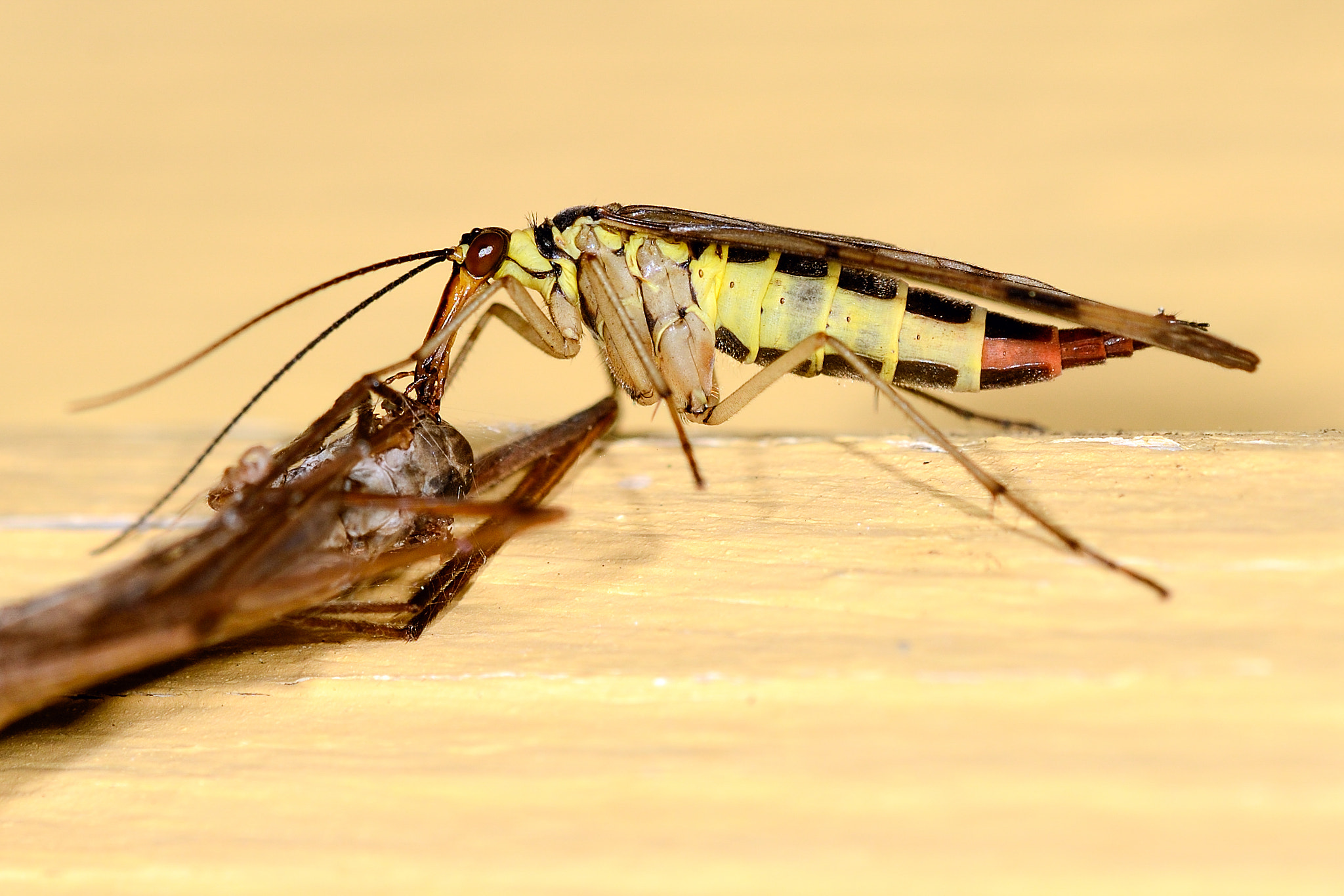 Nikon D800E + Sigma 150mm F2.8 EX DG OS Macro HSM sample photo. Female common scorpionfly photography