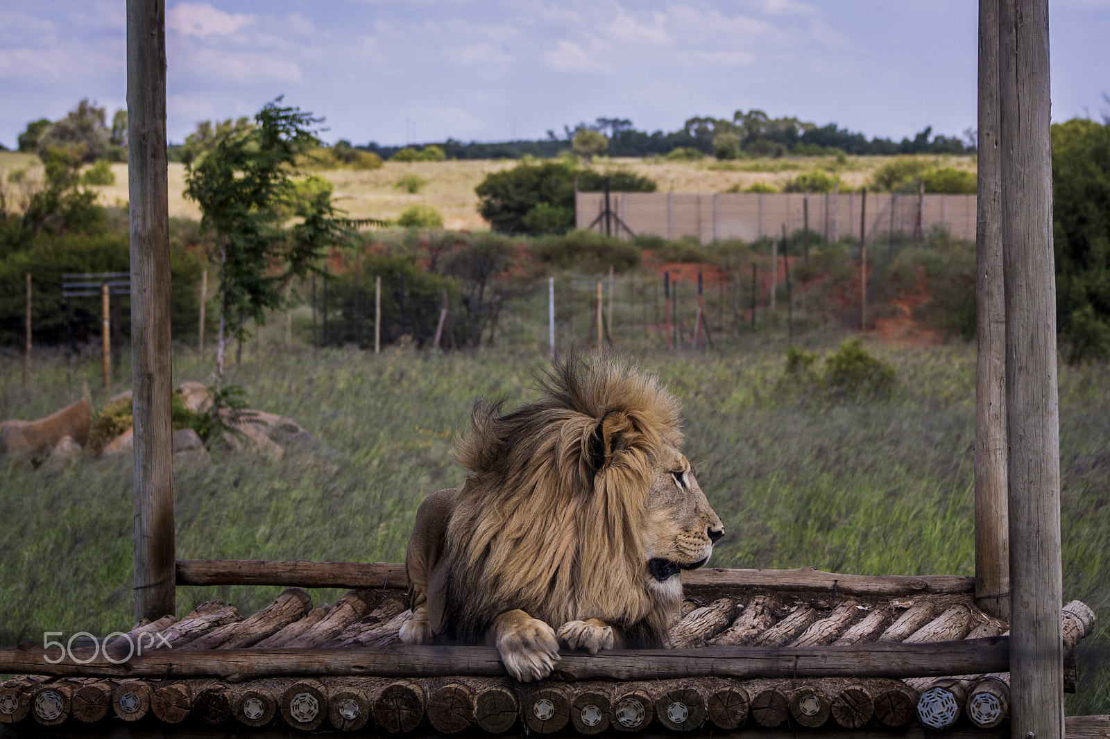 Canon EOS 1000D (EOS Digital Rebel XS / EOS Kiss F) + EF75-300mm f/4-5.6 sample photo. Lion photography