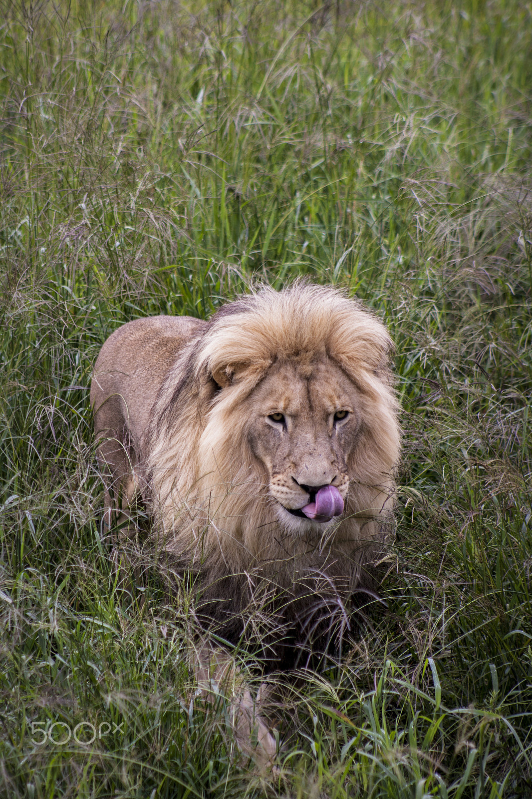 Canon EOS 1000D (EOS Digital Rebel XS / EOS Kiss F) + EF75-300mm f/4-5.6 sample photo. Lion photography