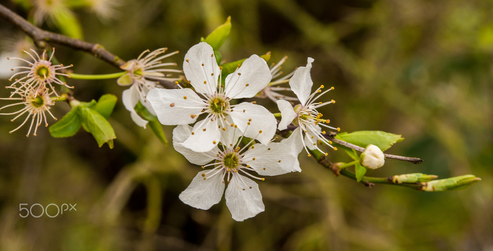 Olympus OM-D E-M5 sample photo. Early hawthorn flowers photography