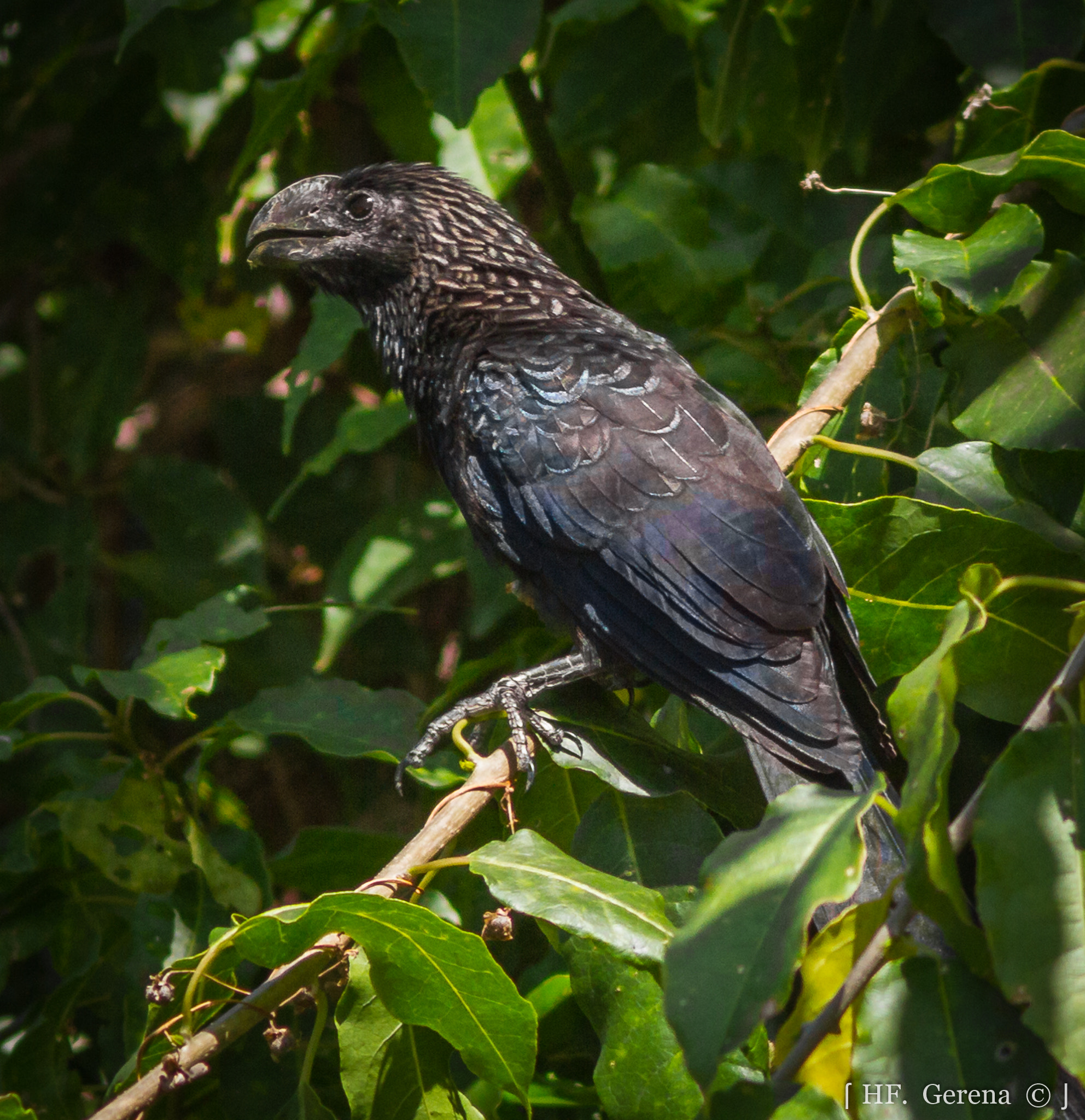 Canon EF 300mm F4L IS USM sample photo. Garrapatero photography