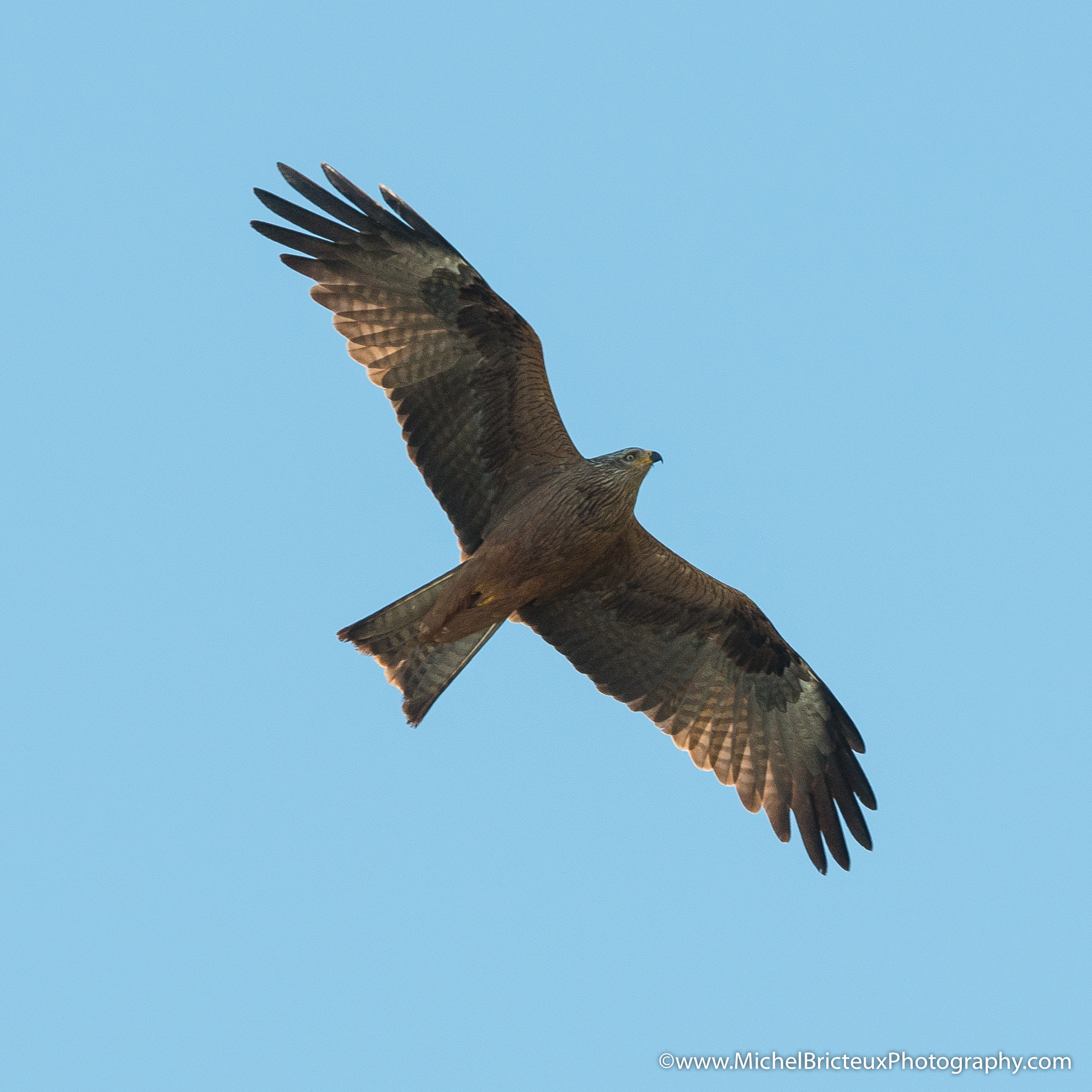 Nikon D800 sample photo. Milvus milvus - extremadura photography