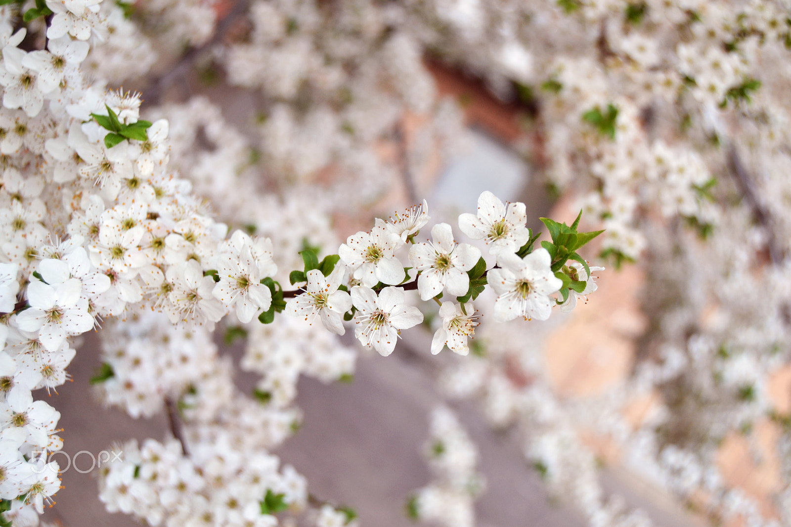 AF Zoom-Nikkor 75-300mm f/4.5-5.6 sample photo. цв photography