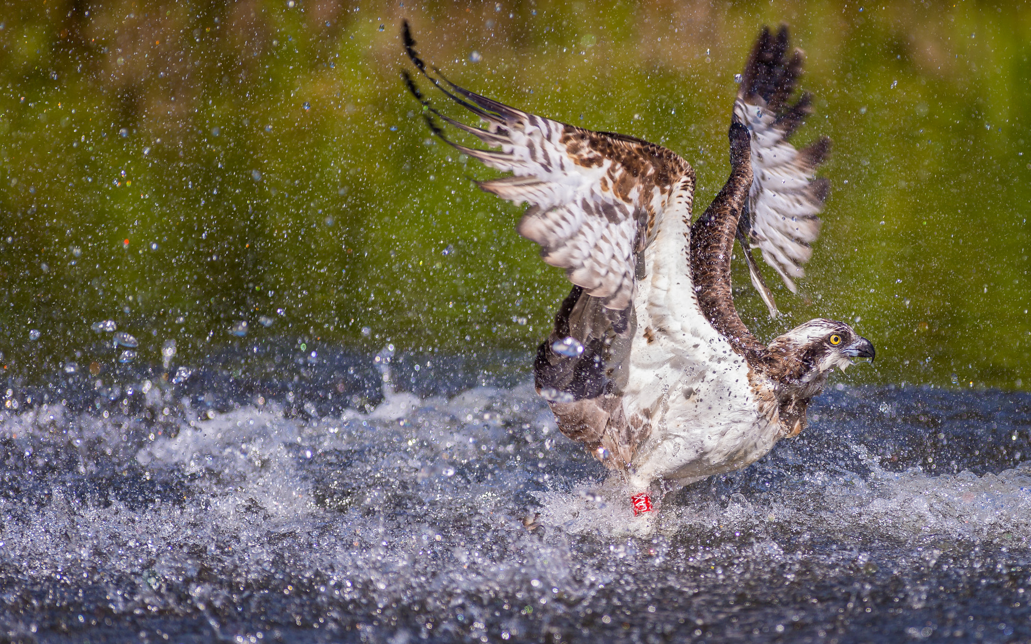 Canon EOS-1D X sample photo. Lots of drops but no fish photography