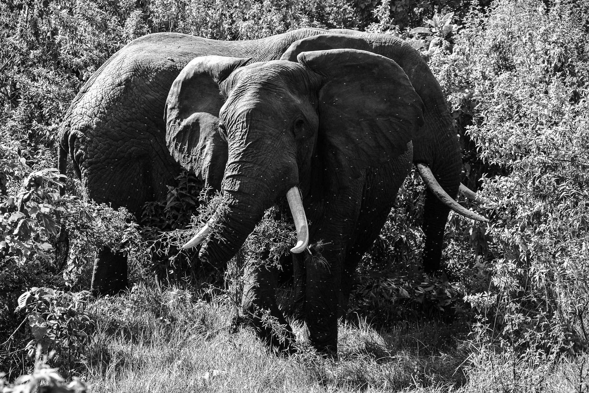 Canon EF 28-300mm F3.5-5.6L IS USM sample photo. Tanzanie photography