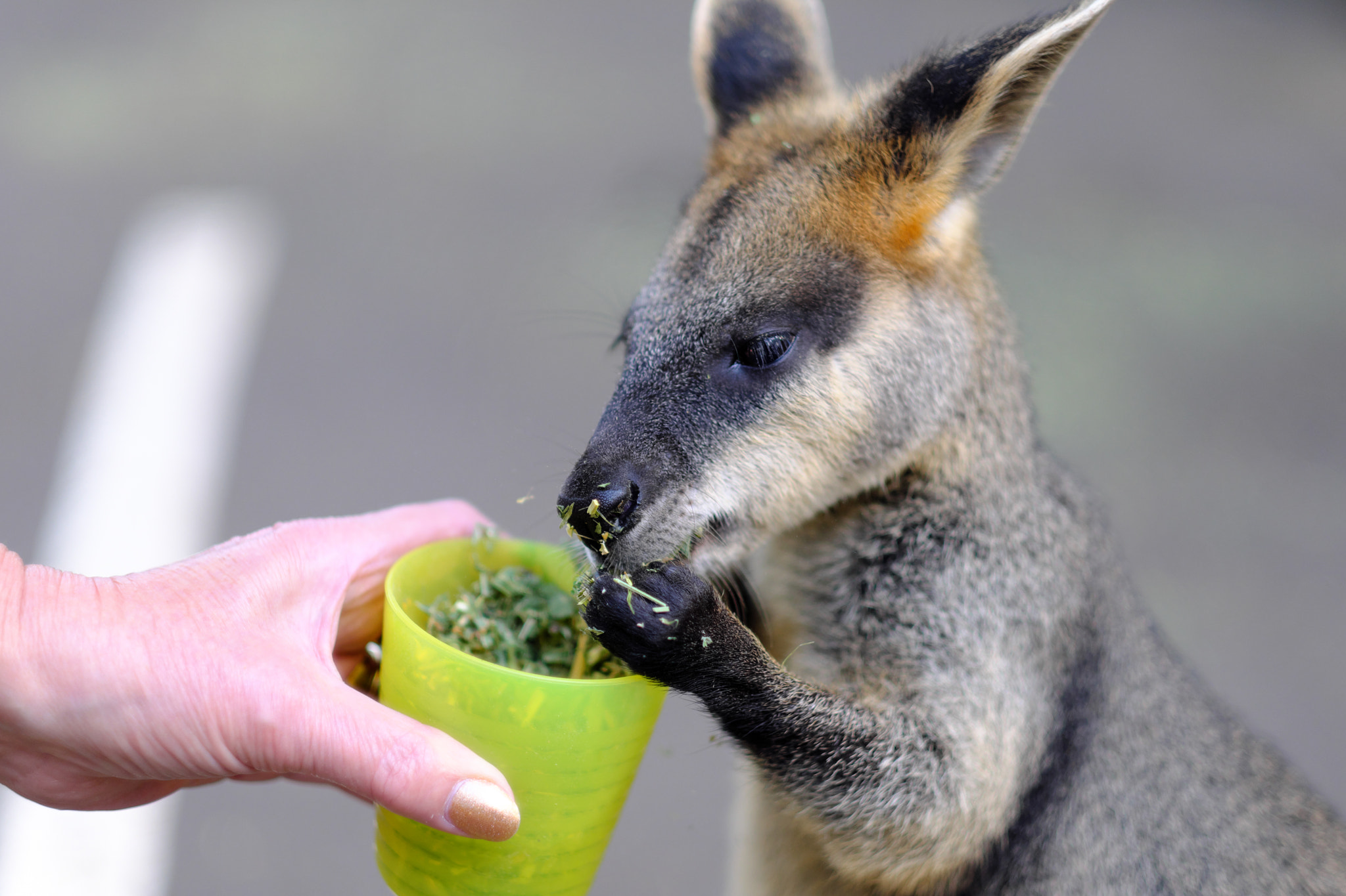 Fujifilm X-T2 + Fujifilm XF 56mm F1.2 R sample photo. Wallaby photography