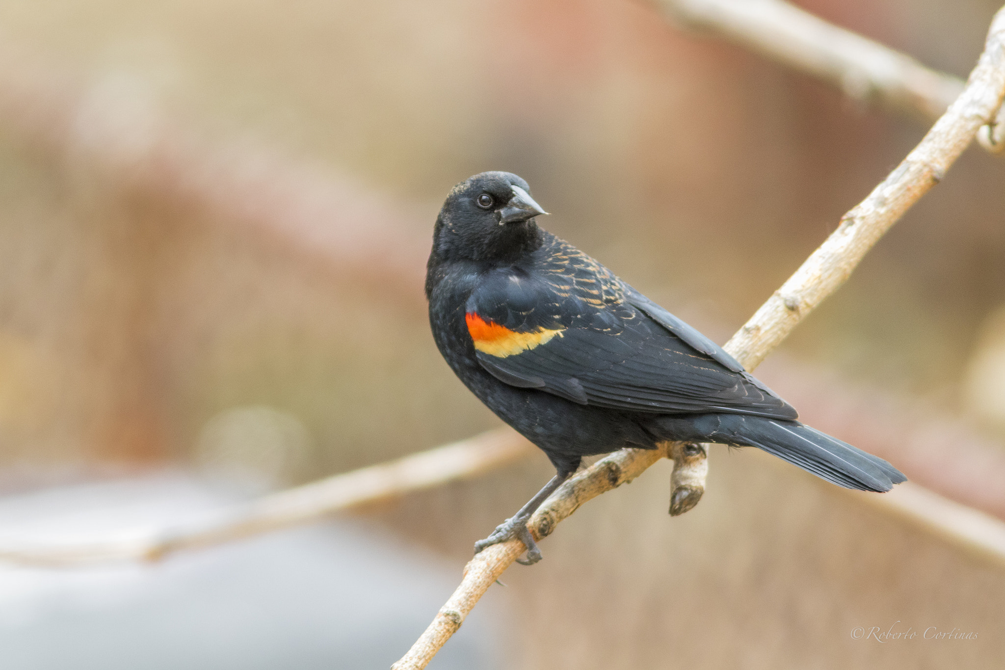 Canon EF 300mm F4L IS USM sample photo. Red-winged blackbird photography
