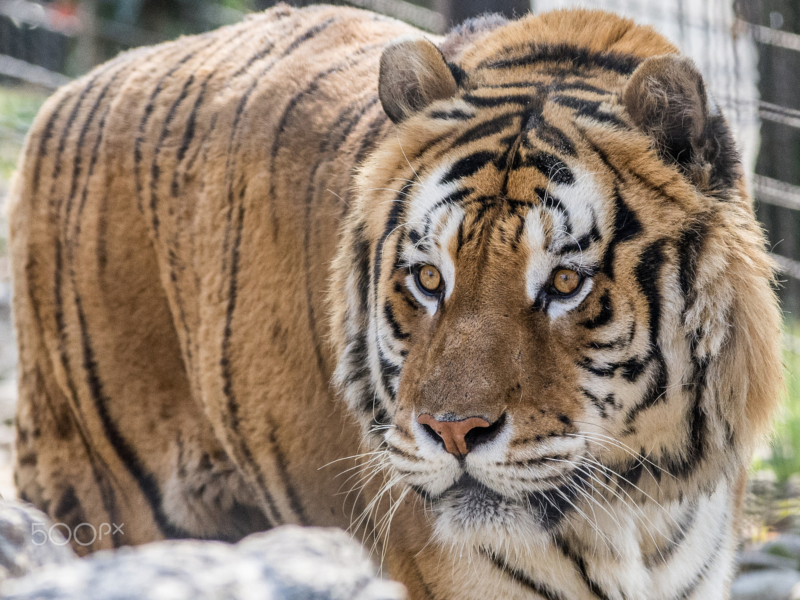 Nikon D7200 sample photo. Tigre siberiana, siberia tiger, amur leopard photography