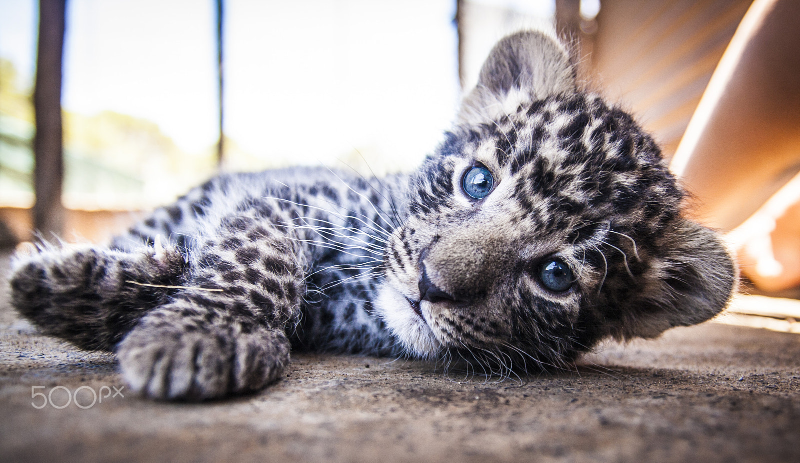 Tamron SP AF 17-50mm F2.8 XR Di II LD Aspherical (IF) sample photo. Leopard photography