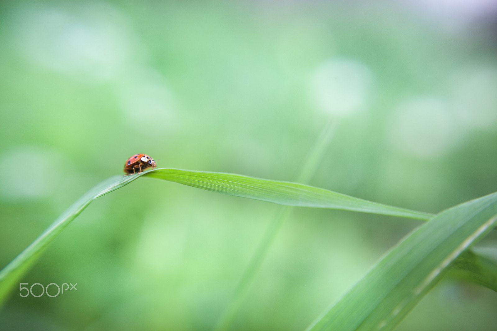 Canon EF 40mm F2.8 STM sample photo. Lil red photography