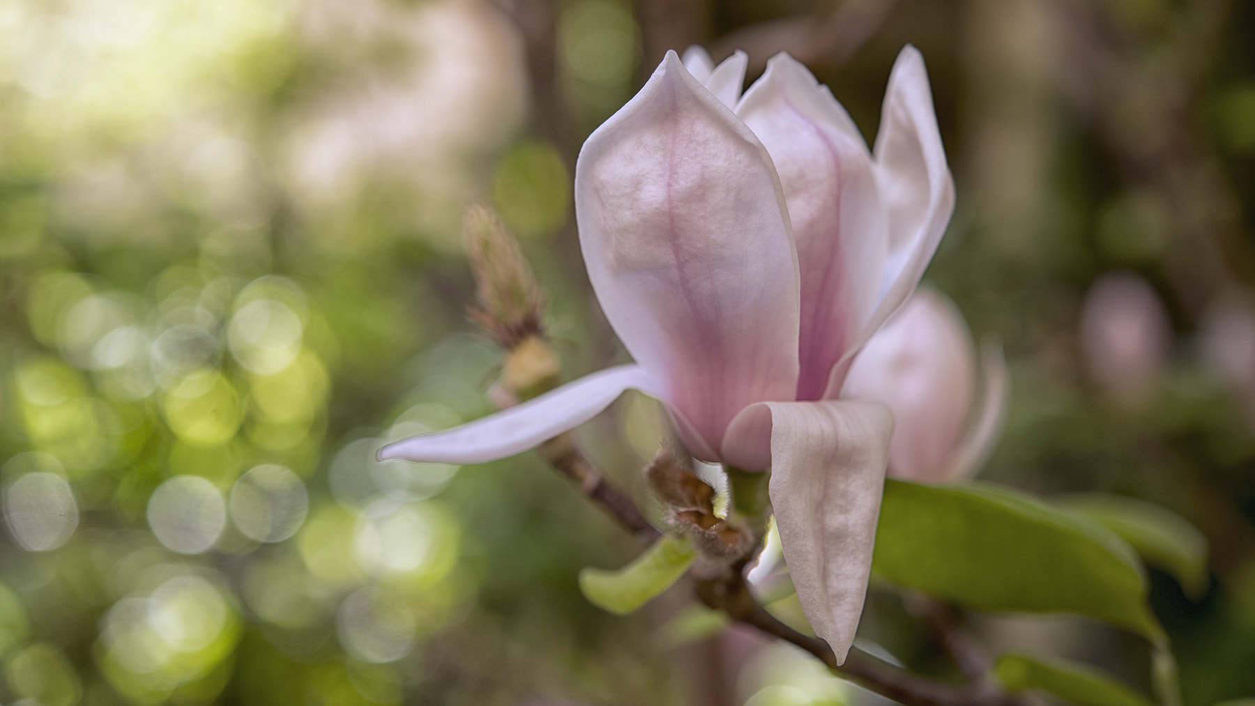 Nikon D610 + Nikon AF-S Micro-Nikkor 60mm F2.8G ED sample photo. Magnolia photography