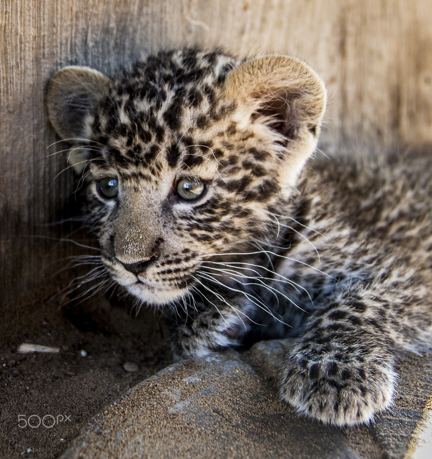 Tamron SP AF 17-50mm F2.8 XR Di II LD Aspherical (IF) sample photo. Leopard photography