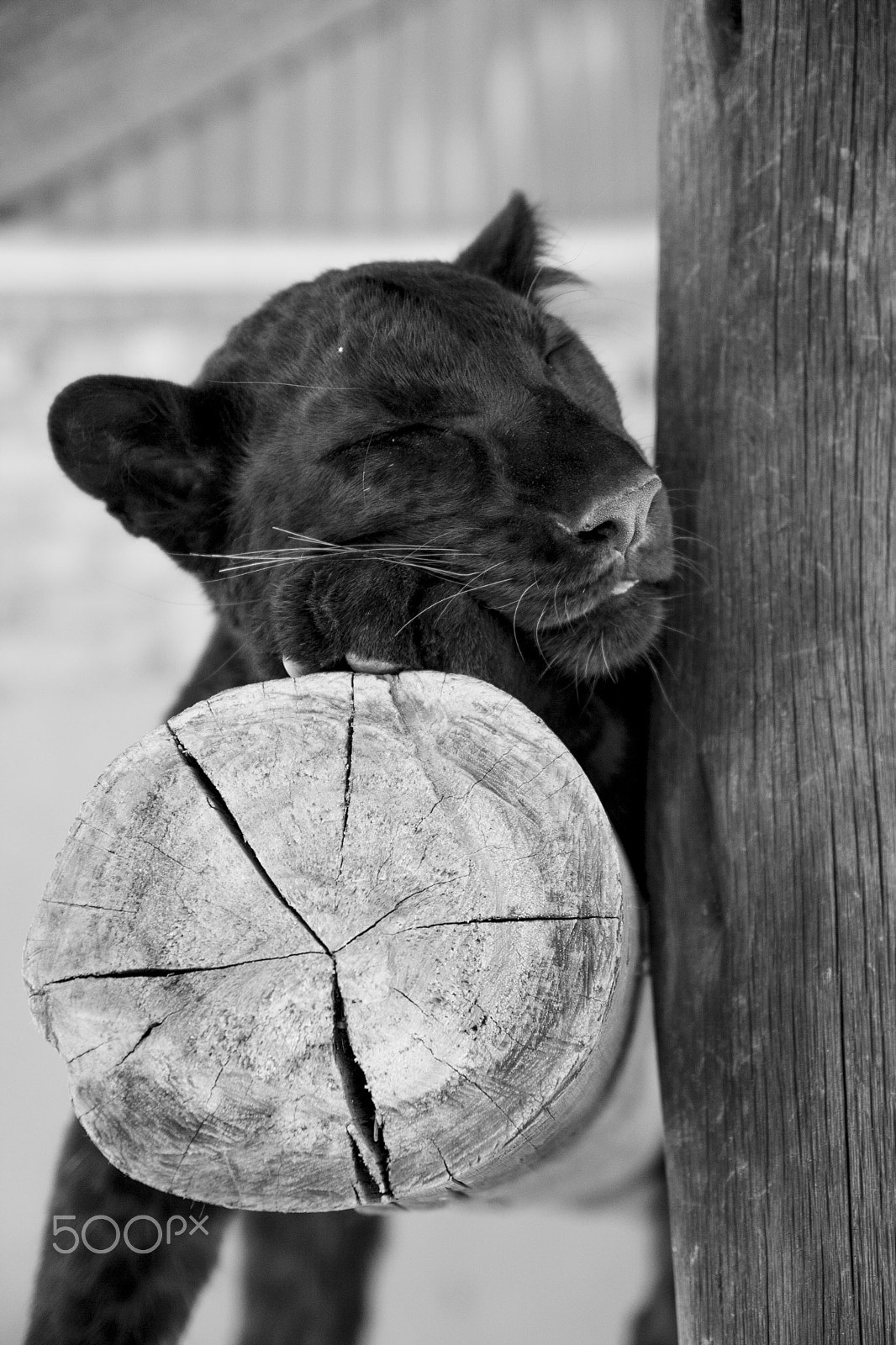Tamron SP AF 17-50mm F2.8 XR Di II LD Aspherical (IF) sample photo. Leopard photography