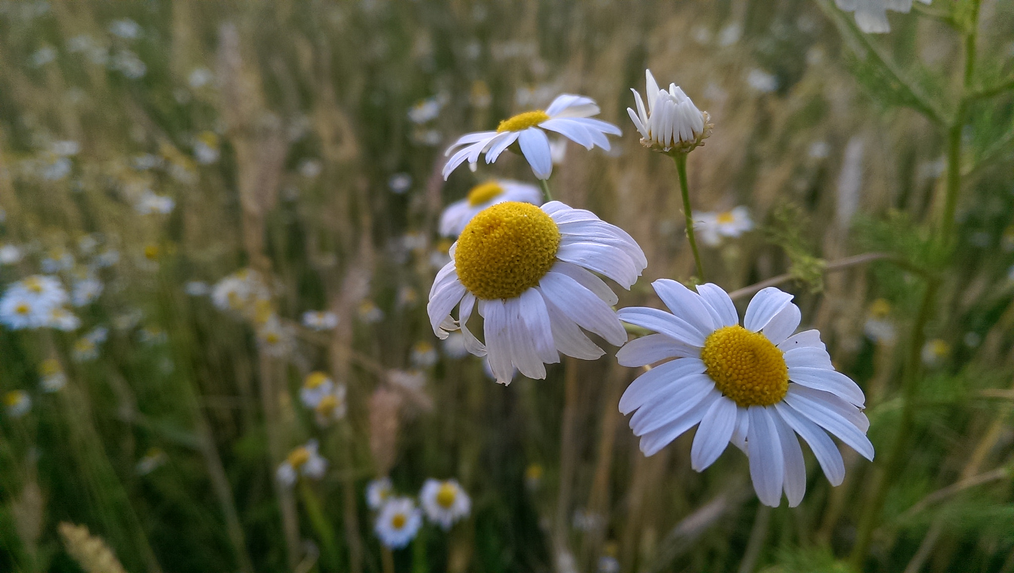 HTC ONE GOOGLE PLAY EDITION sample photo. Camomile photography
