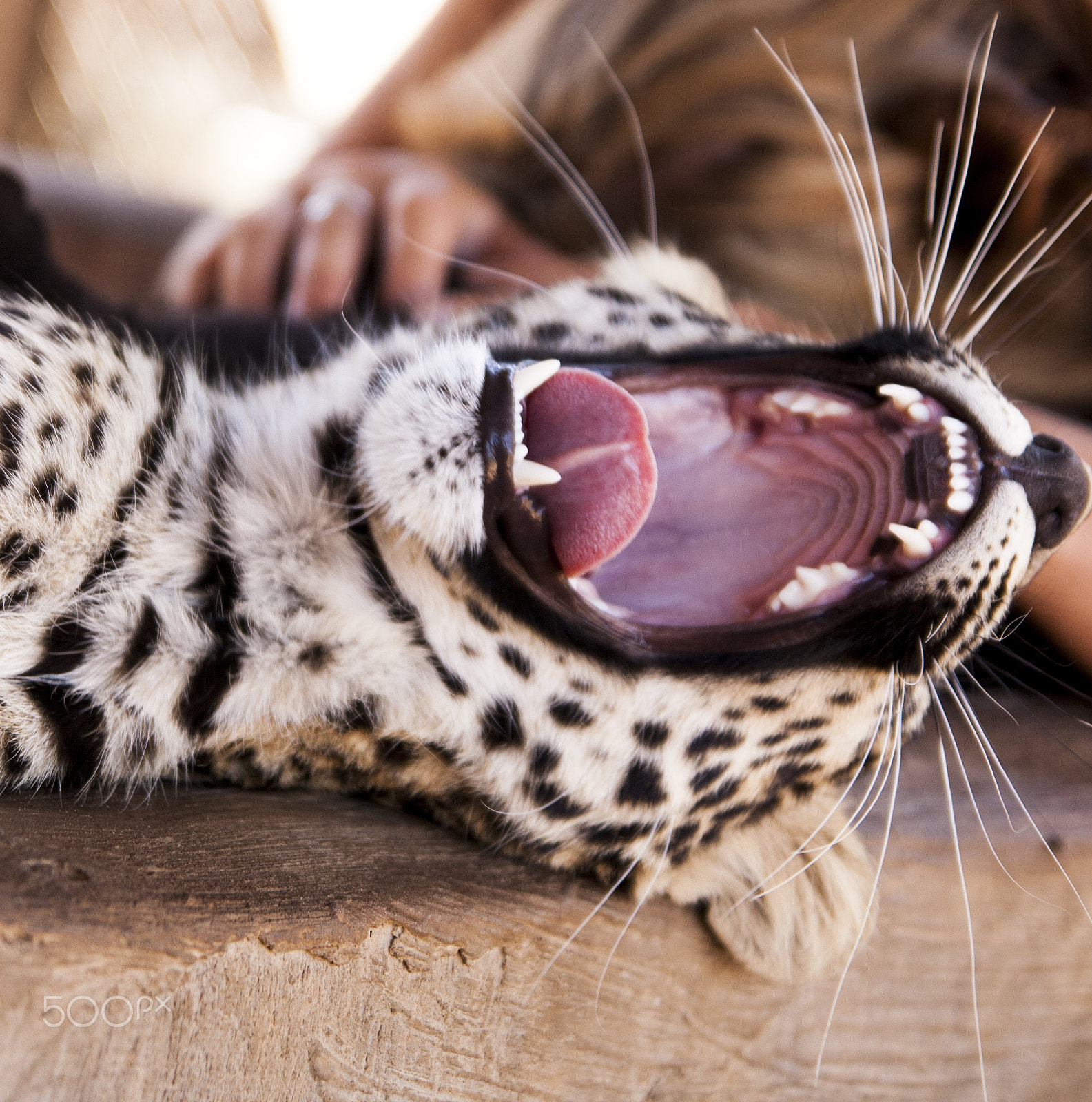 Tamron SP AF 17-50mm F2.8 XR Di II LD Aspherical (IF) sample photo. Leopard photography