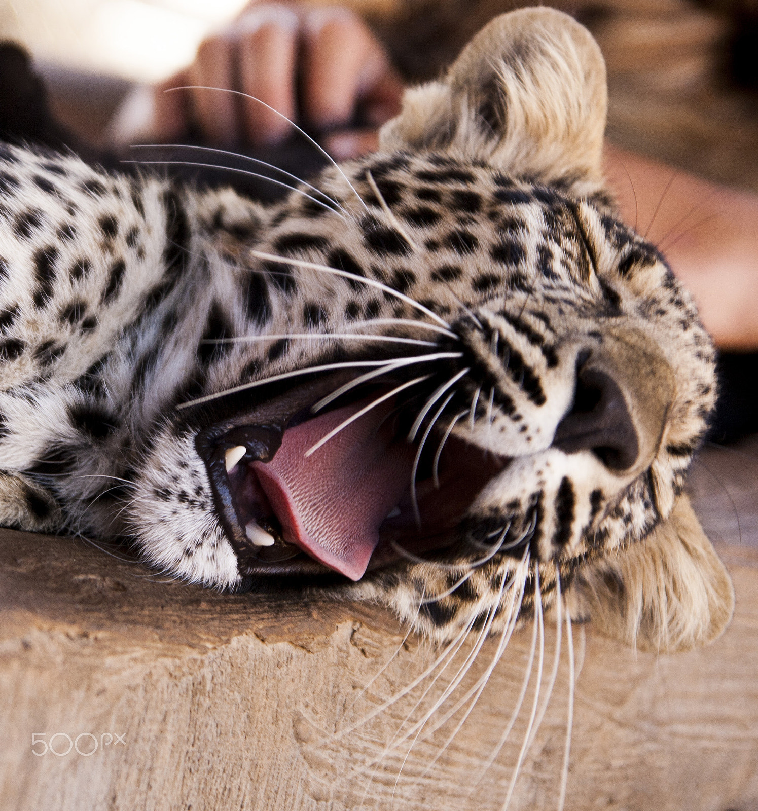 Tamron SP AF 17-50mm F2.8 XR Di II LD Aspherical (IF) sample photo. Leopard photography