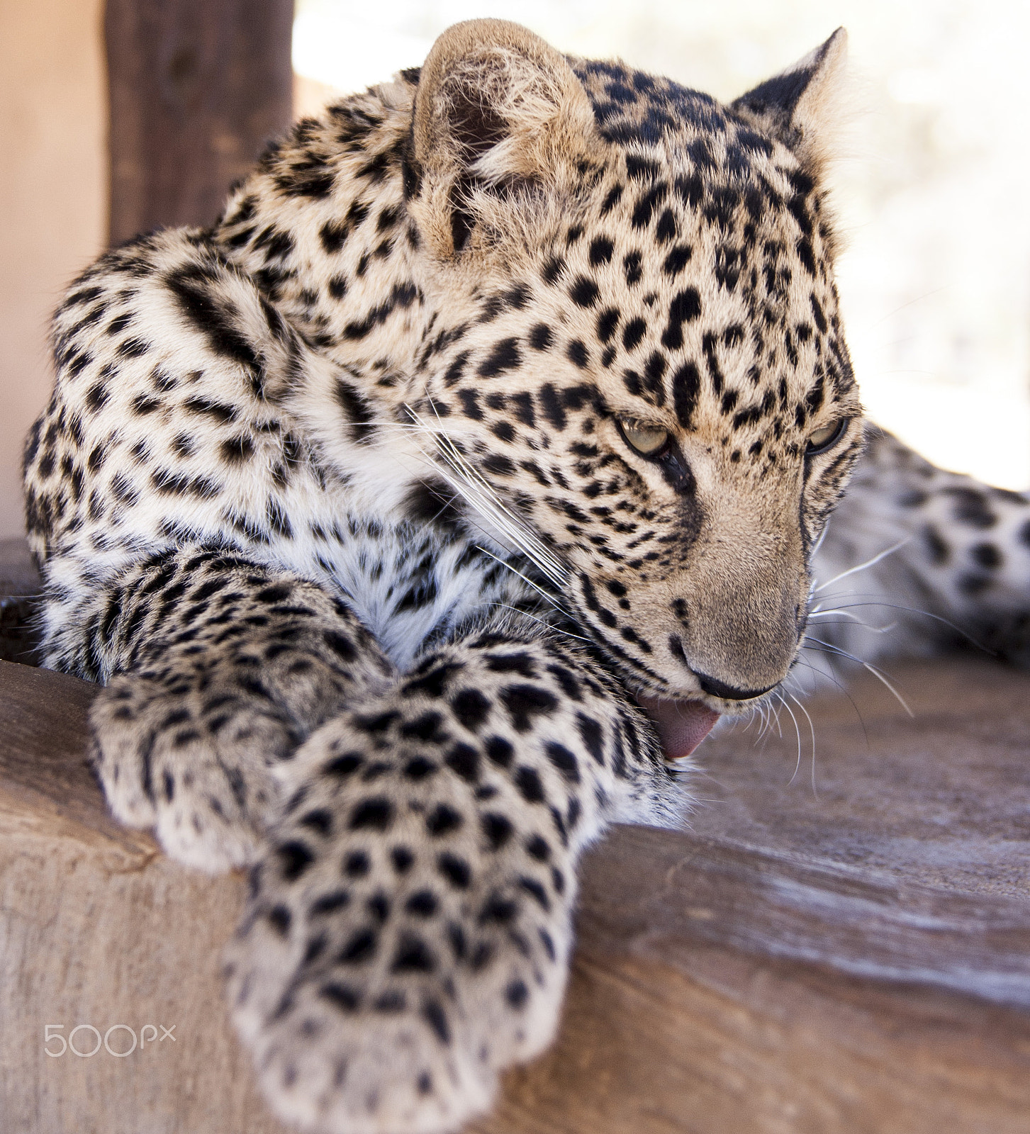 Tamron SP AF 17-50mm F2.8 XR Di II LD Aspherical (IF) sample photo. Leopard photography