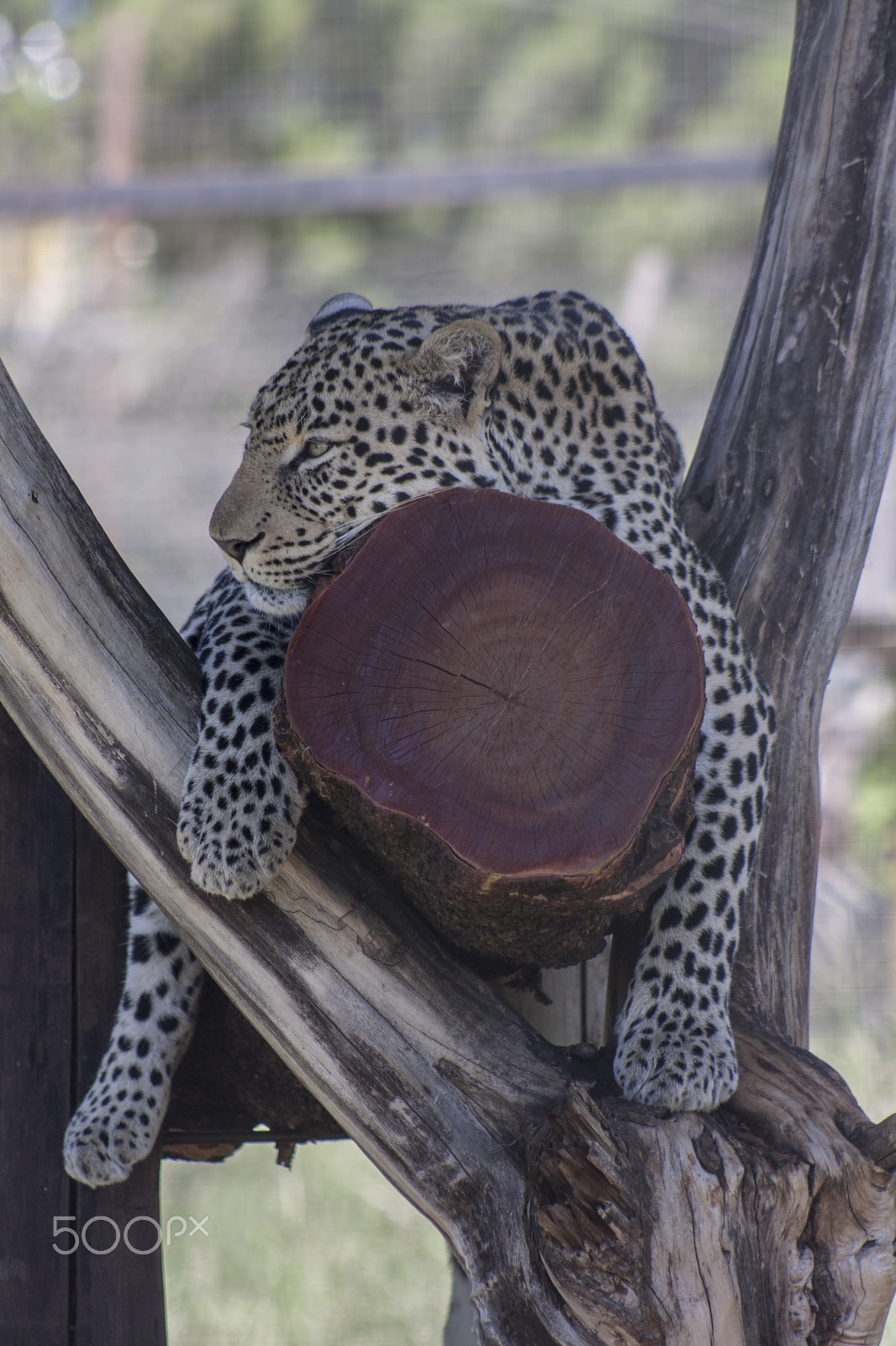 Canon EOS 1000D (EOS Digital Rebel XS / EOS Kiss F) + EF75-300mm f/4-5.6 sample photo. Leopard photography