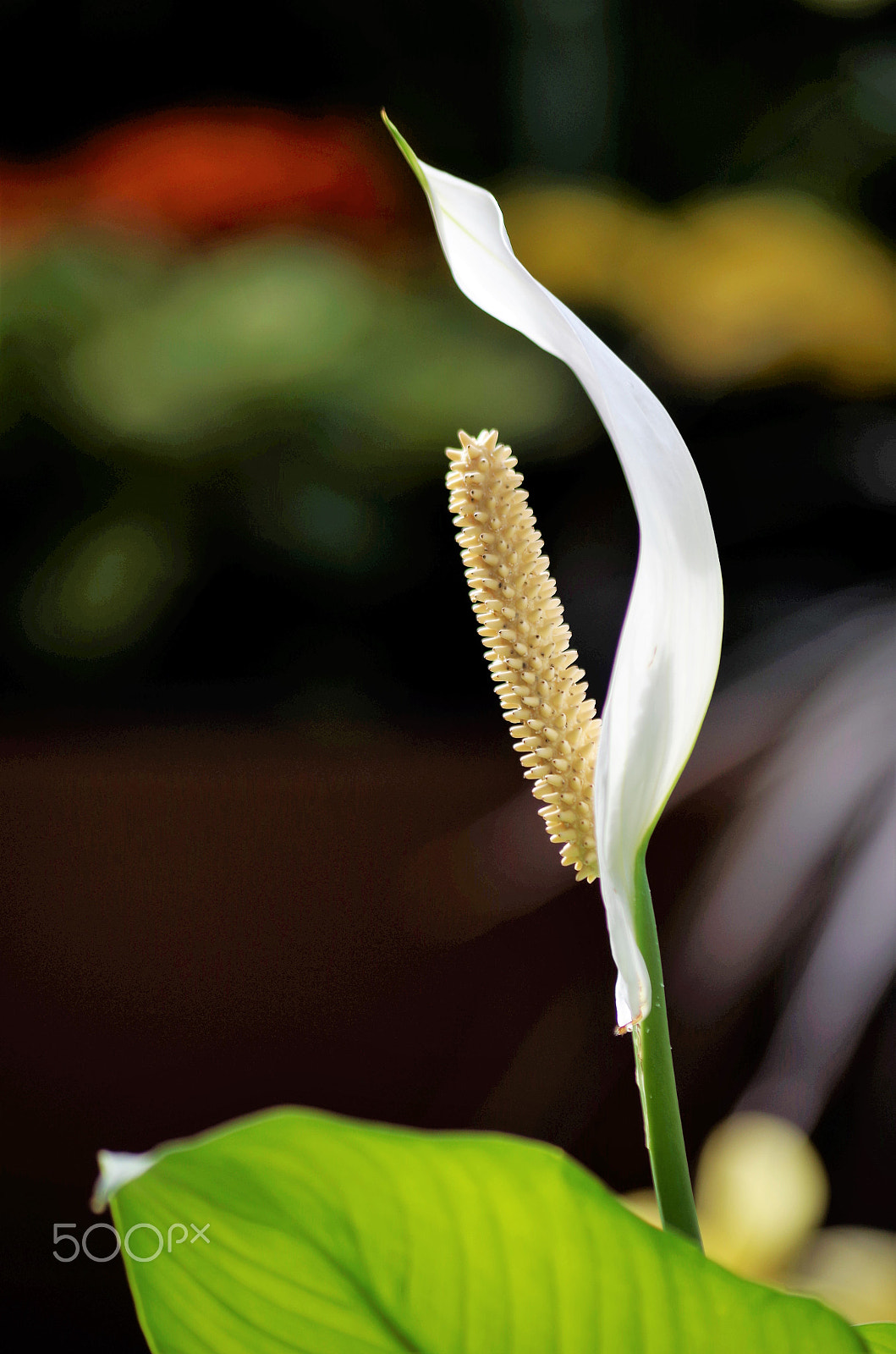 Pentax K-50 sample photo. Delicate photography