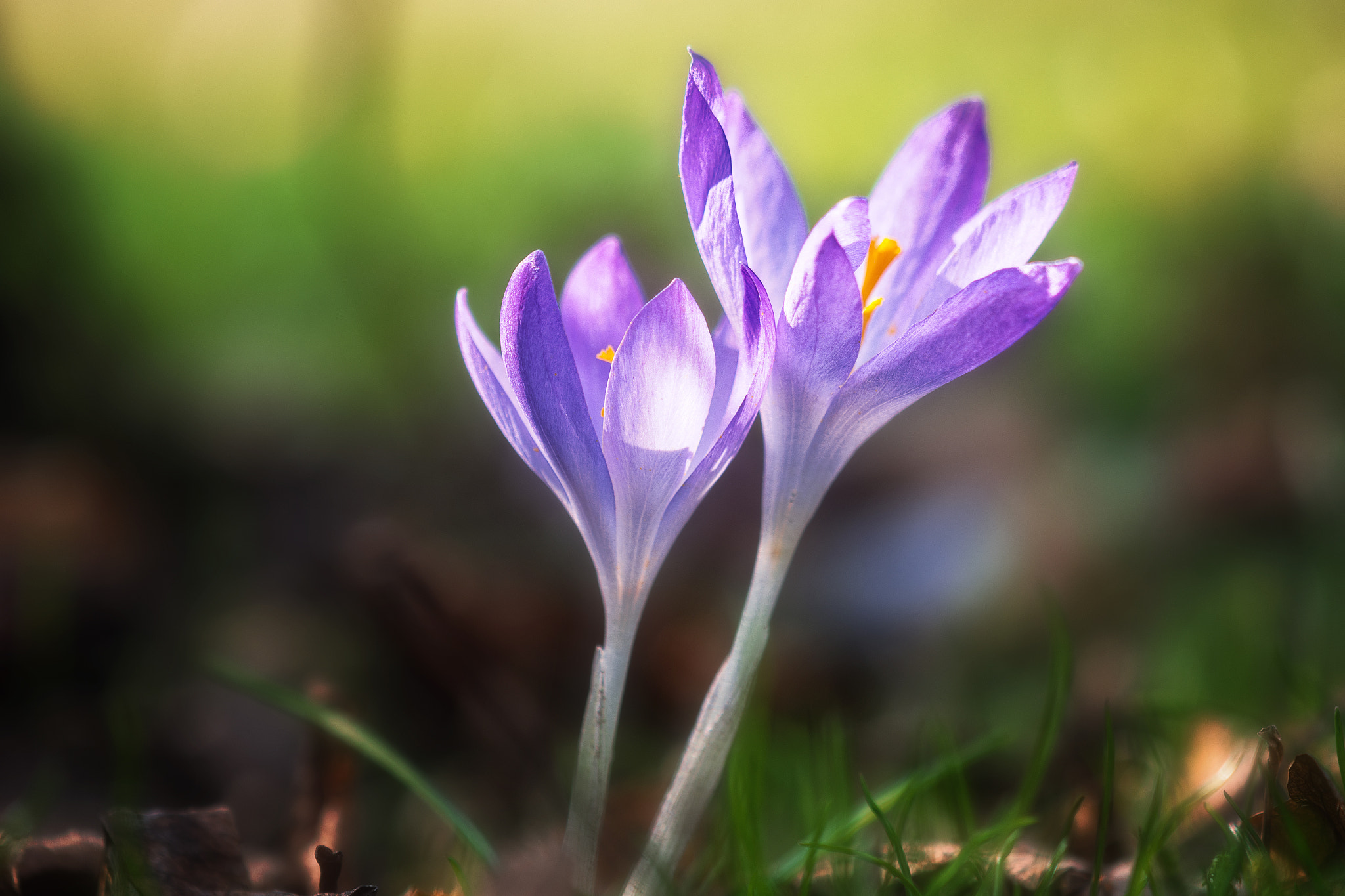 Nikon AF-S DX Micro-Nikkor 85mm F3.5G ED VR sample photo. Awaiting spring photography