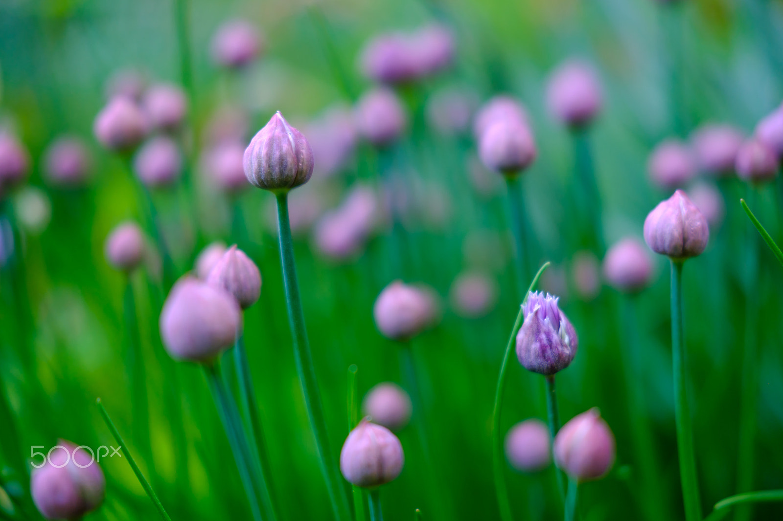 Fujifilm X-Pro2 + Fujifilm XF 35mm F2 R WR sample photo. Purple on straws photography