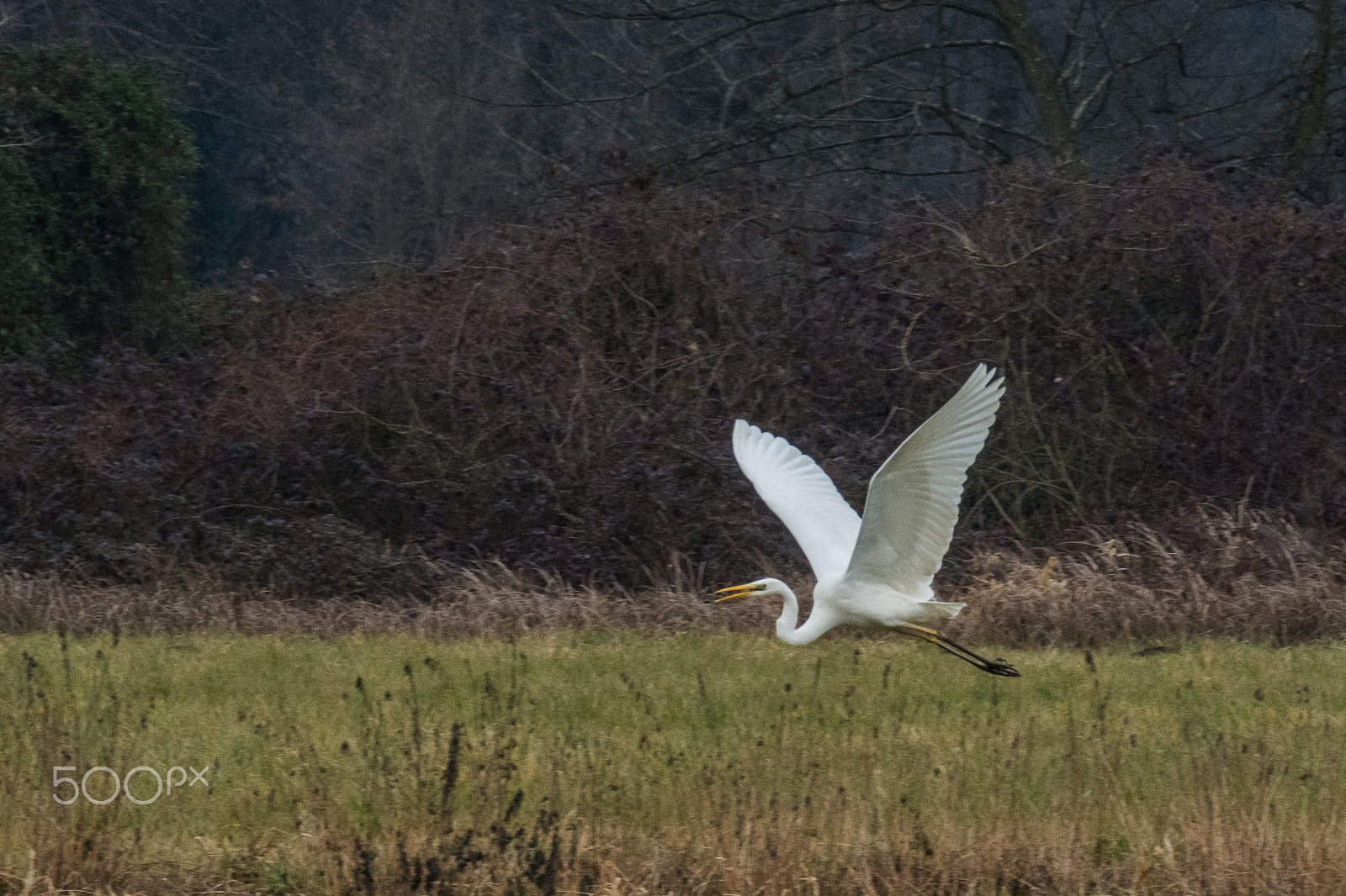Nikon D7200 sample photo. Airone bianco in volo photography
