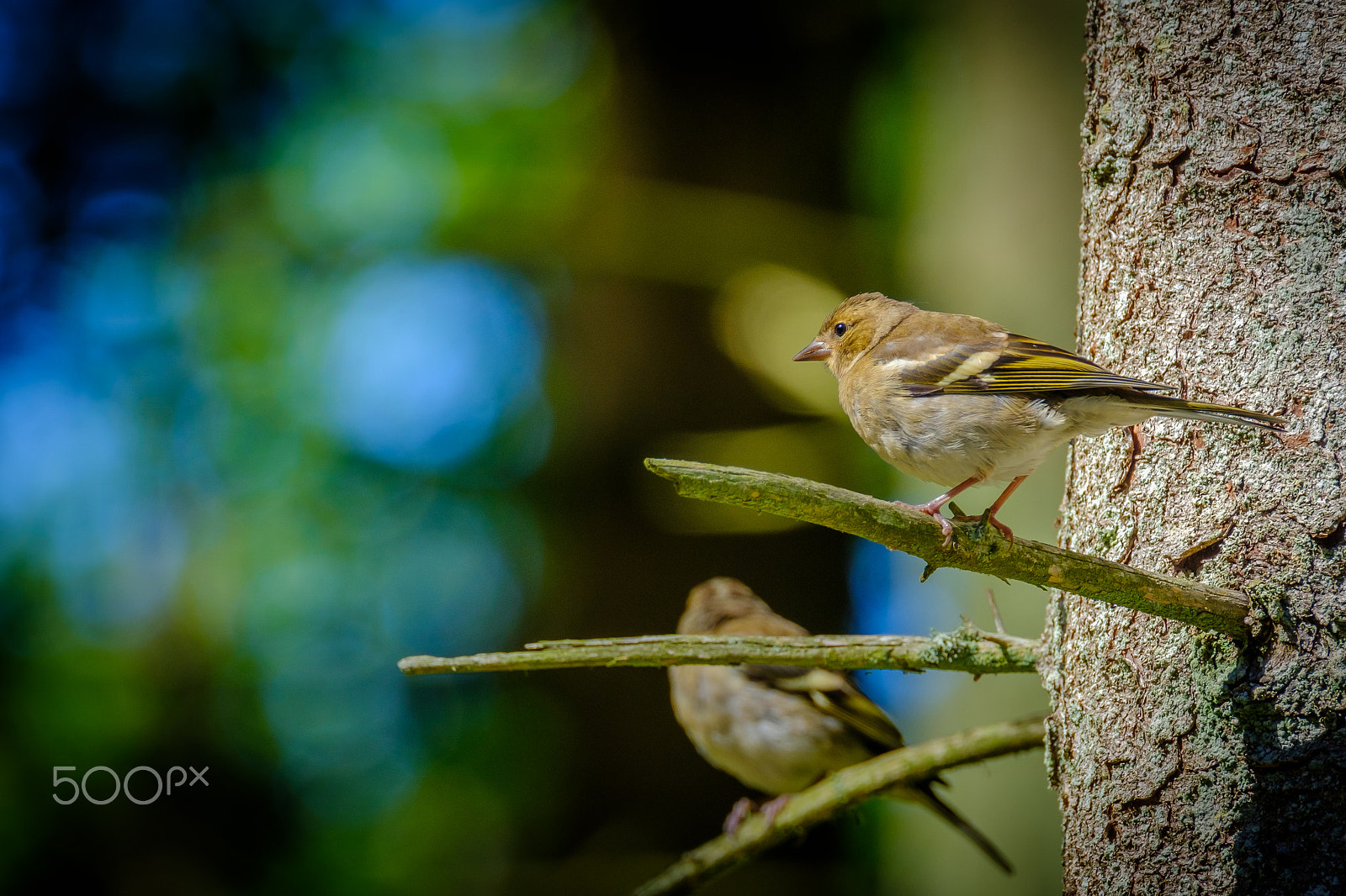 Fujifilm XF 100-400mm F4.5-5.6 R LM OIS WR sample photo. Two for one photography