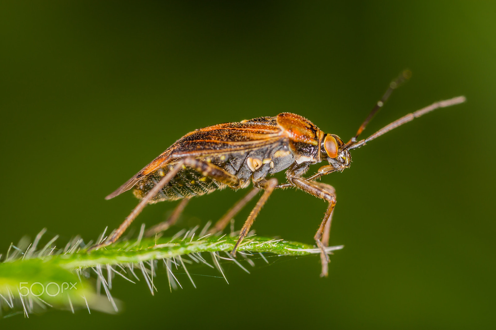 Canon MP-E 65mm F2.5 1-5x Macro Photo sample photo. Waponized photography