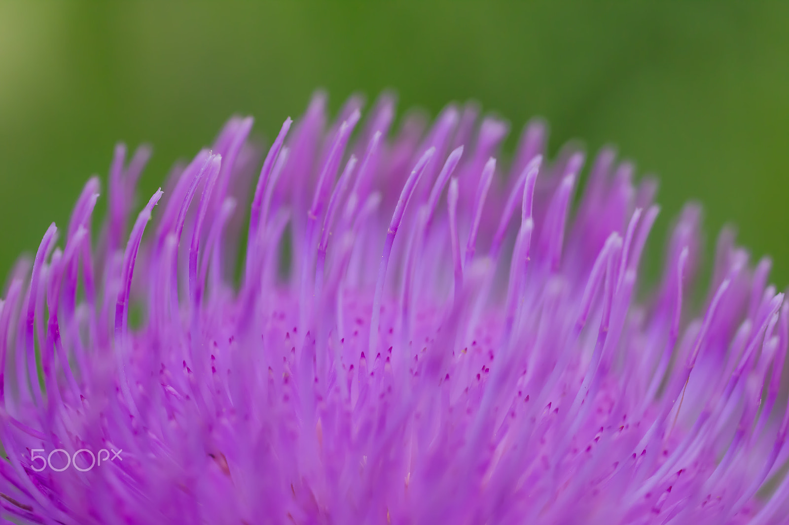 Canon MP-E 65mm F2.5 1-5x Macro Photo sample photo. Decending photography
