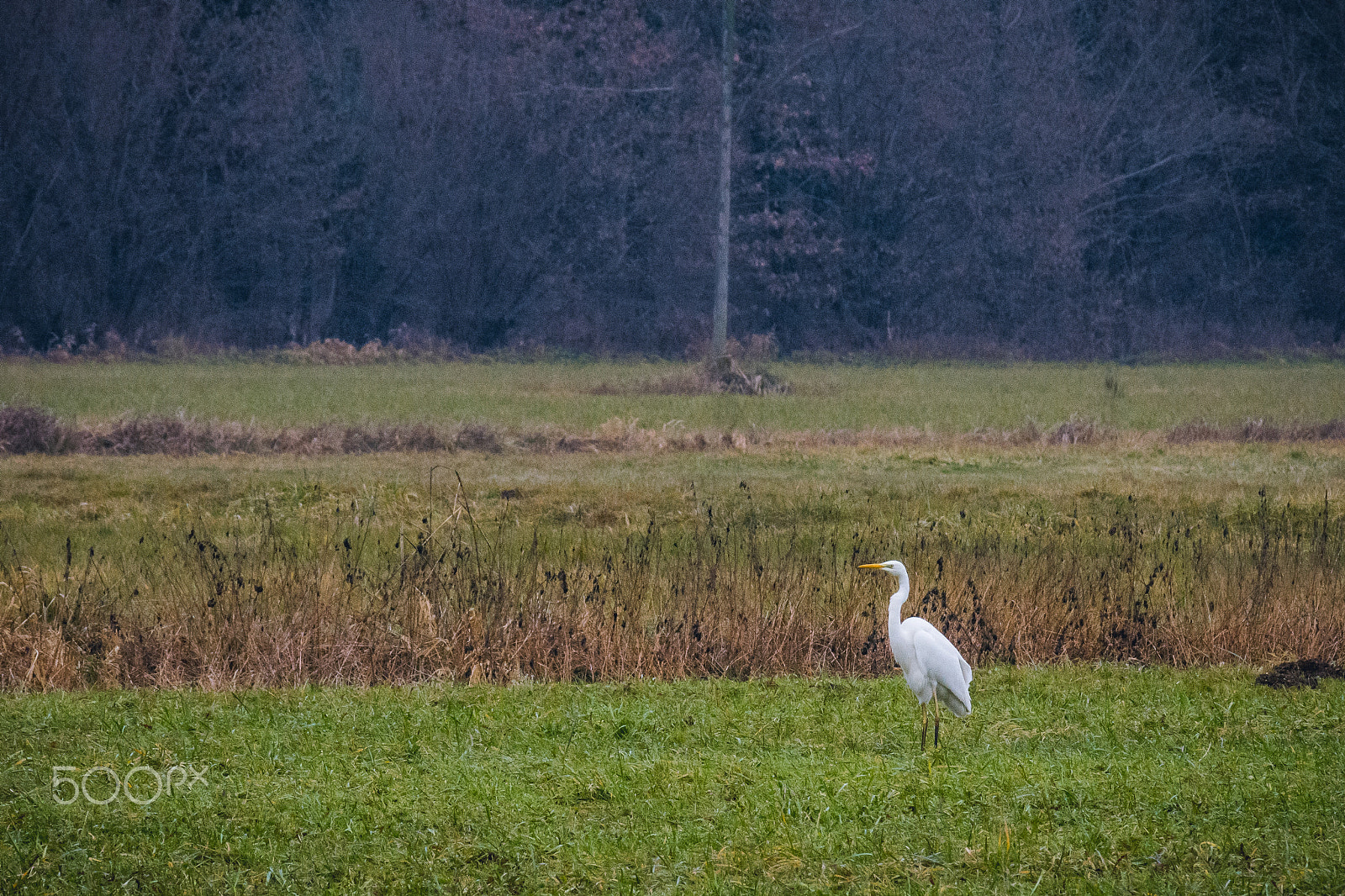 Nikon D7200 sample photo. Airone bianco photography