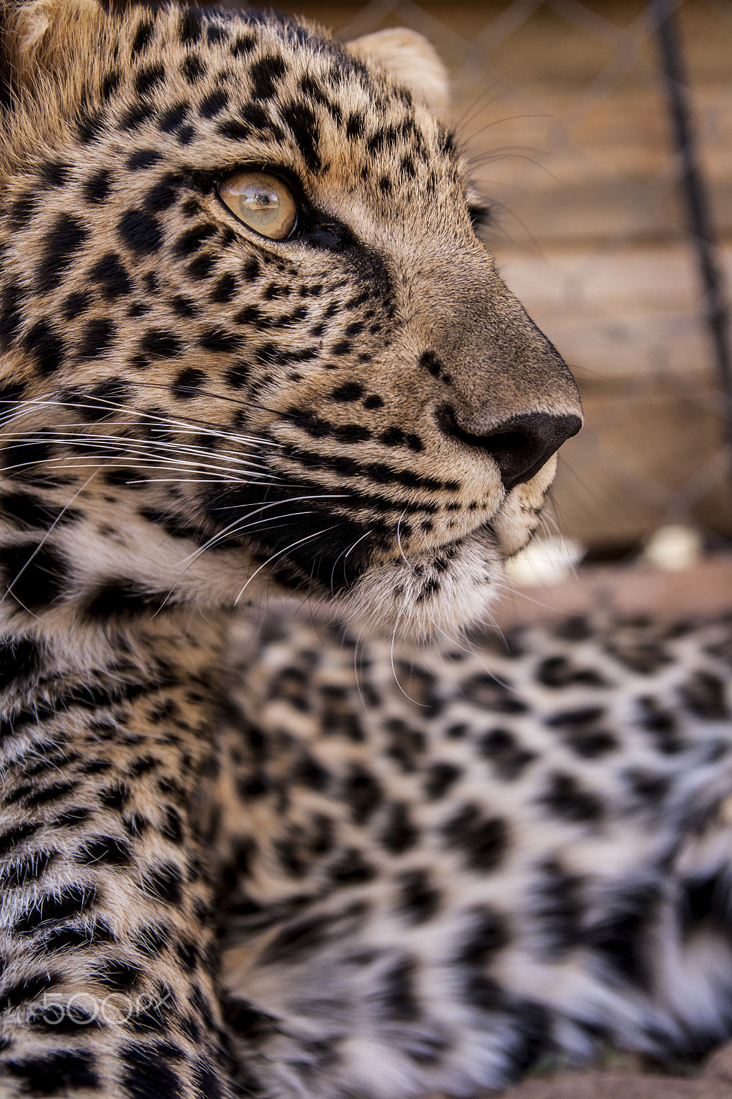 Tamron SP AF 17-50mm F2.8 XR Di II LD Aspherical (IF) sample photo. Leopard photography